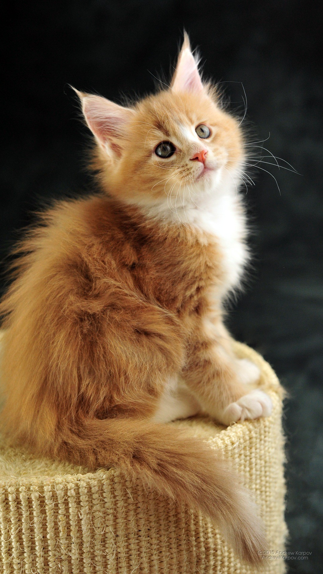 Gattino rosso, Maine Coon, Sfondo scuro, Full HD, schermata di blocco Huawei P8
