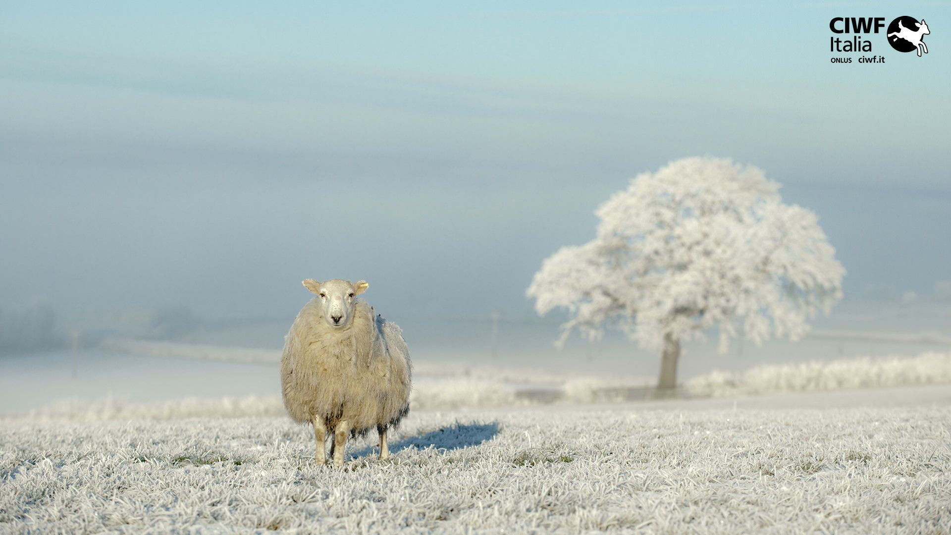 Pecora, Albero brinato, Brina, Inverno, Nebbia, 16:9 Full HD, sfondo widescreen