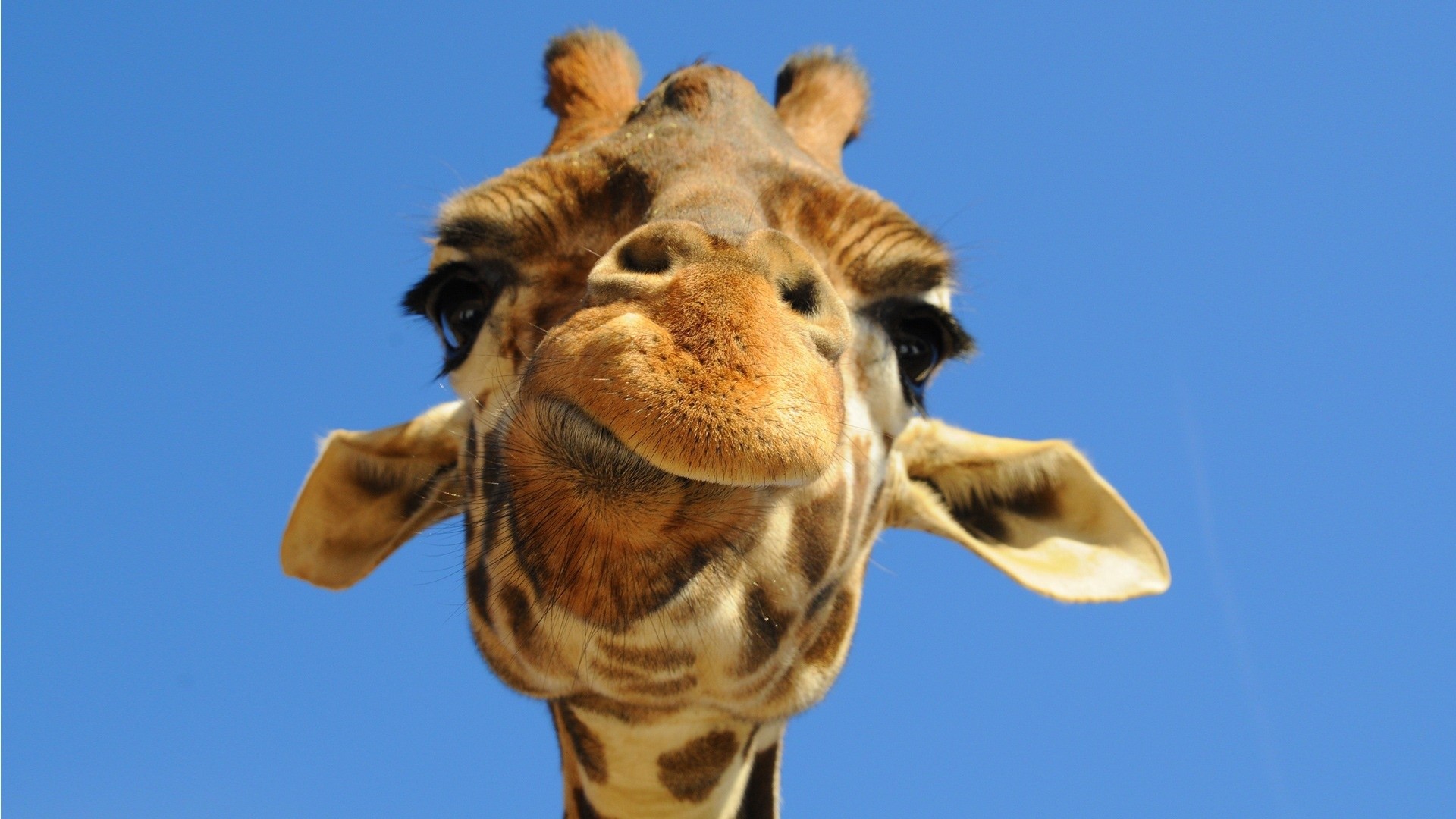 Giraffa, Primo piano, Cielo azzurro, Animali buffi, Full HD 1080p, sfondo desktop