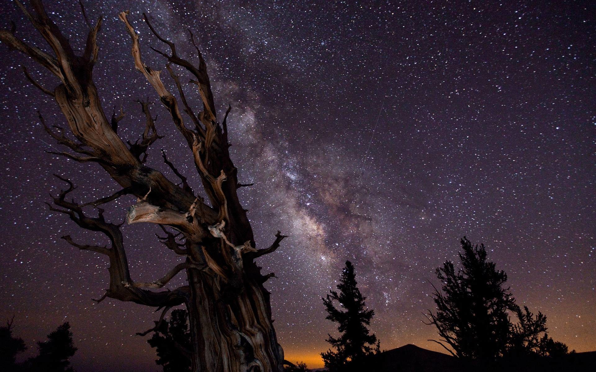 Via Lattea, Pino dai coni setolosi, Albero secco, Cielo stellato, sfondo per portatile