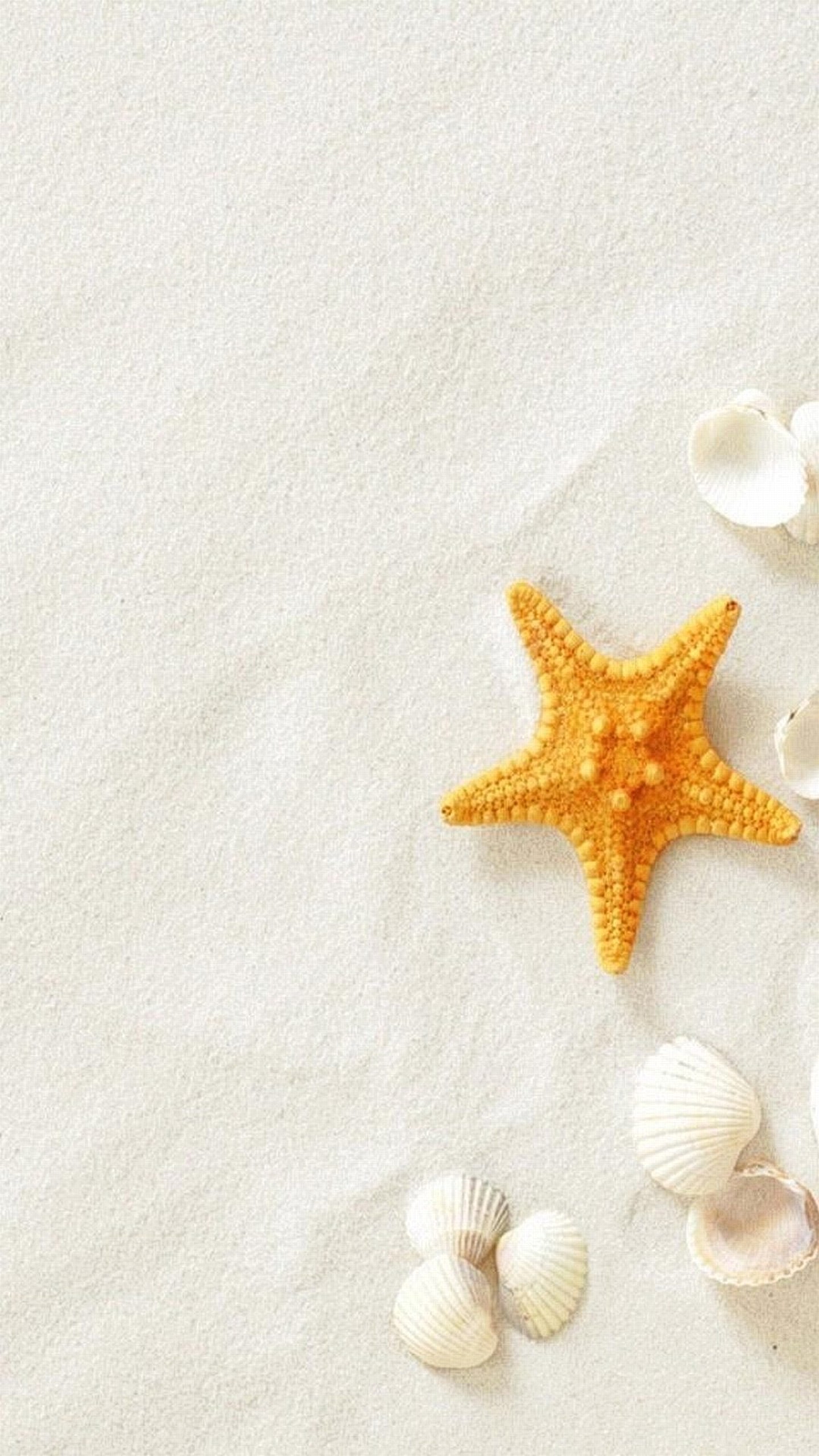 Stella marina, Conchiglie, Sabbia, Spiaggia, QHD+, sfondo verticale per cellulare