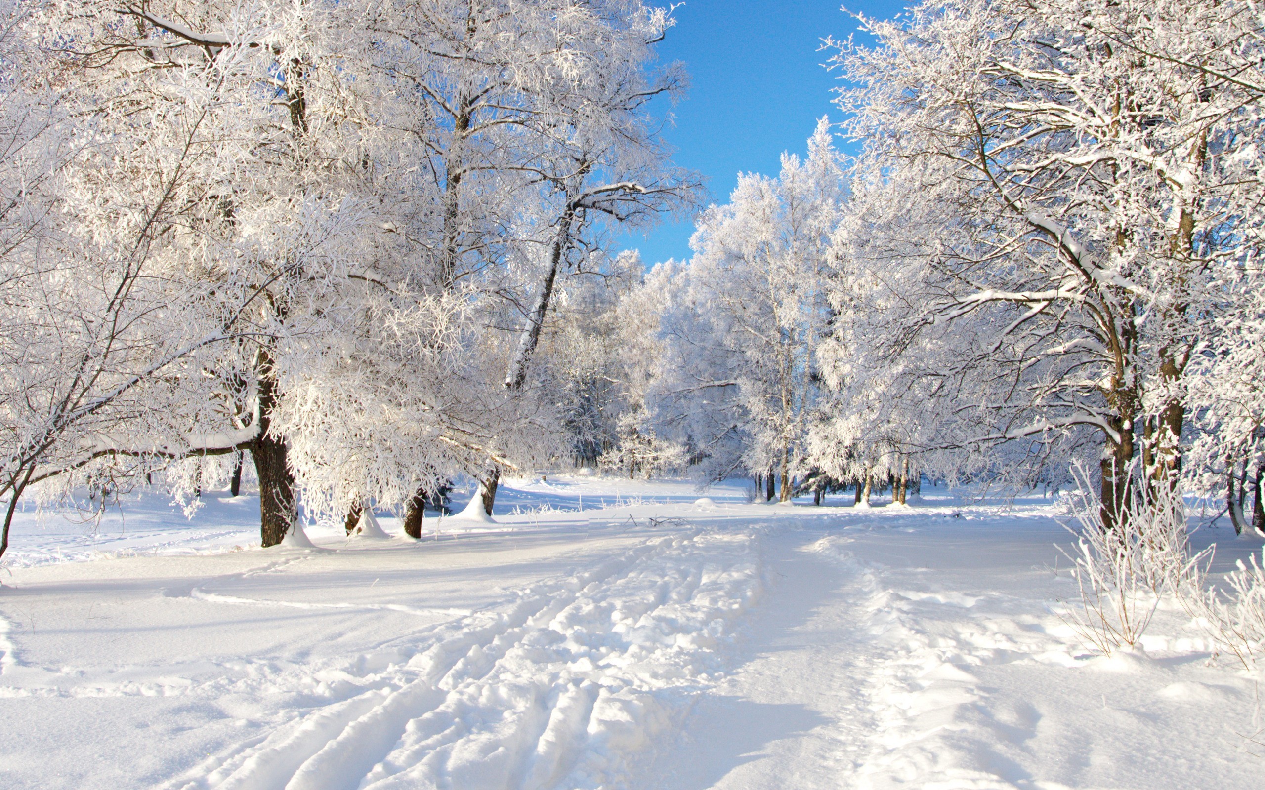 Parco innevato, Alberi, Cielo blu, Sole, 2K, wallpaper per PC
