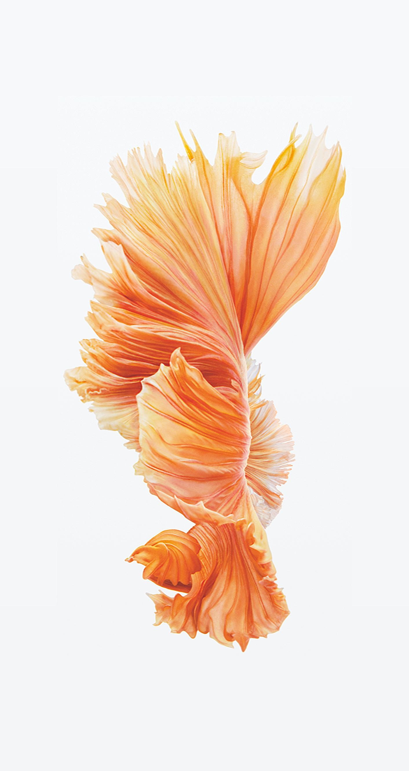 Pesce combattente, Betta, iOS 9, Sfondo bianco, schermata Home iPhone 6S