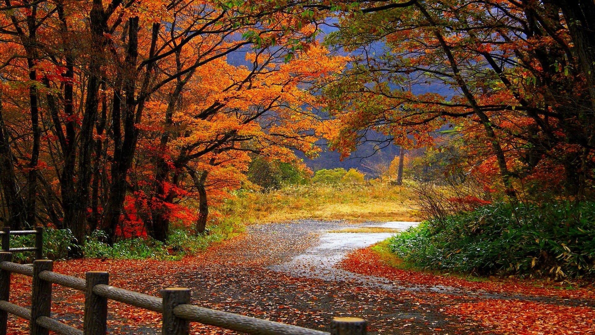 Sentiero, Staccionata, Bosco, Foliage, Full HD 1080p, sfondo desktop