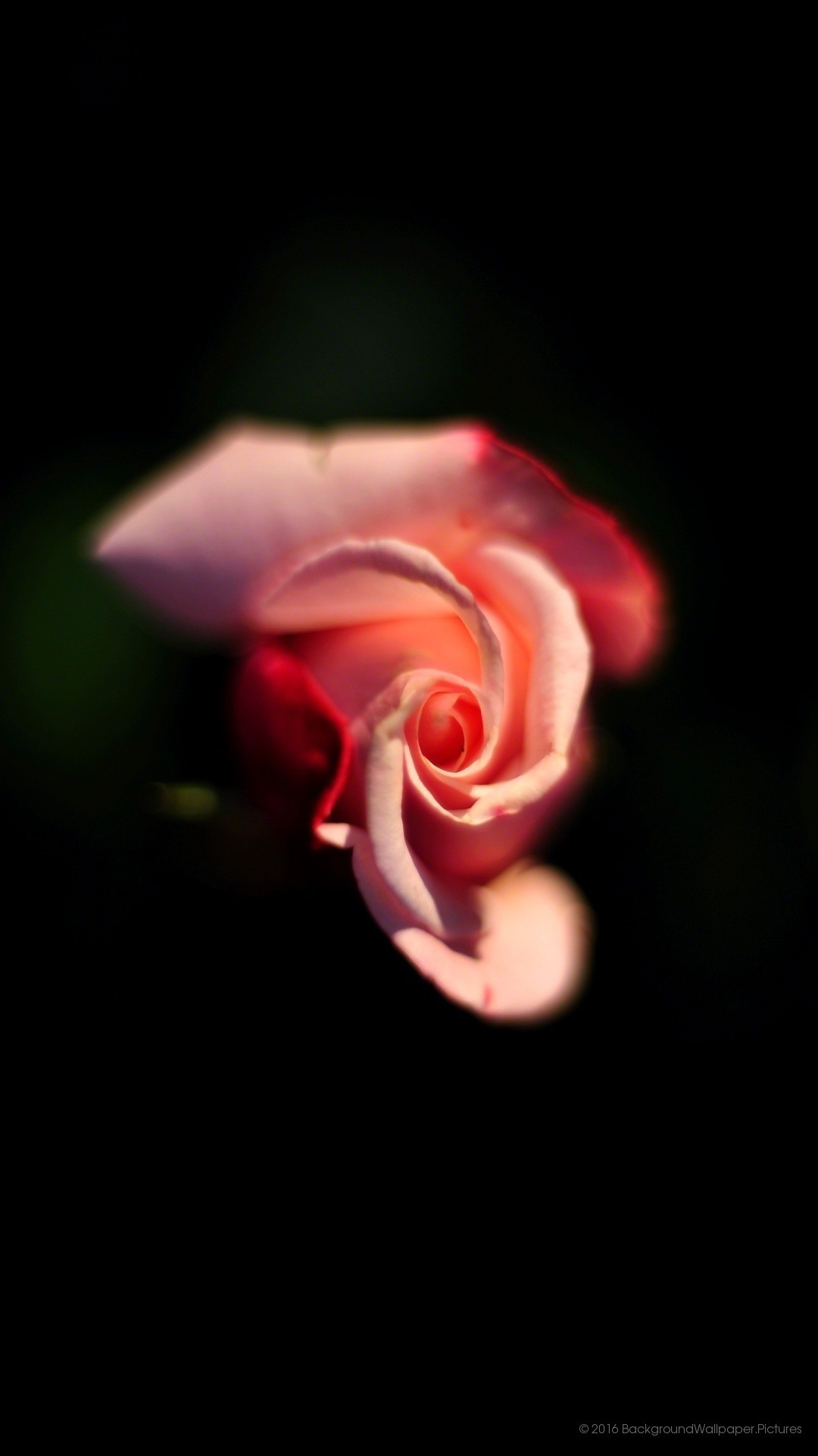 Rosa, Fiore, Sfondo nero, Full HD, wallpaper per cellulare