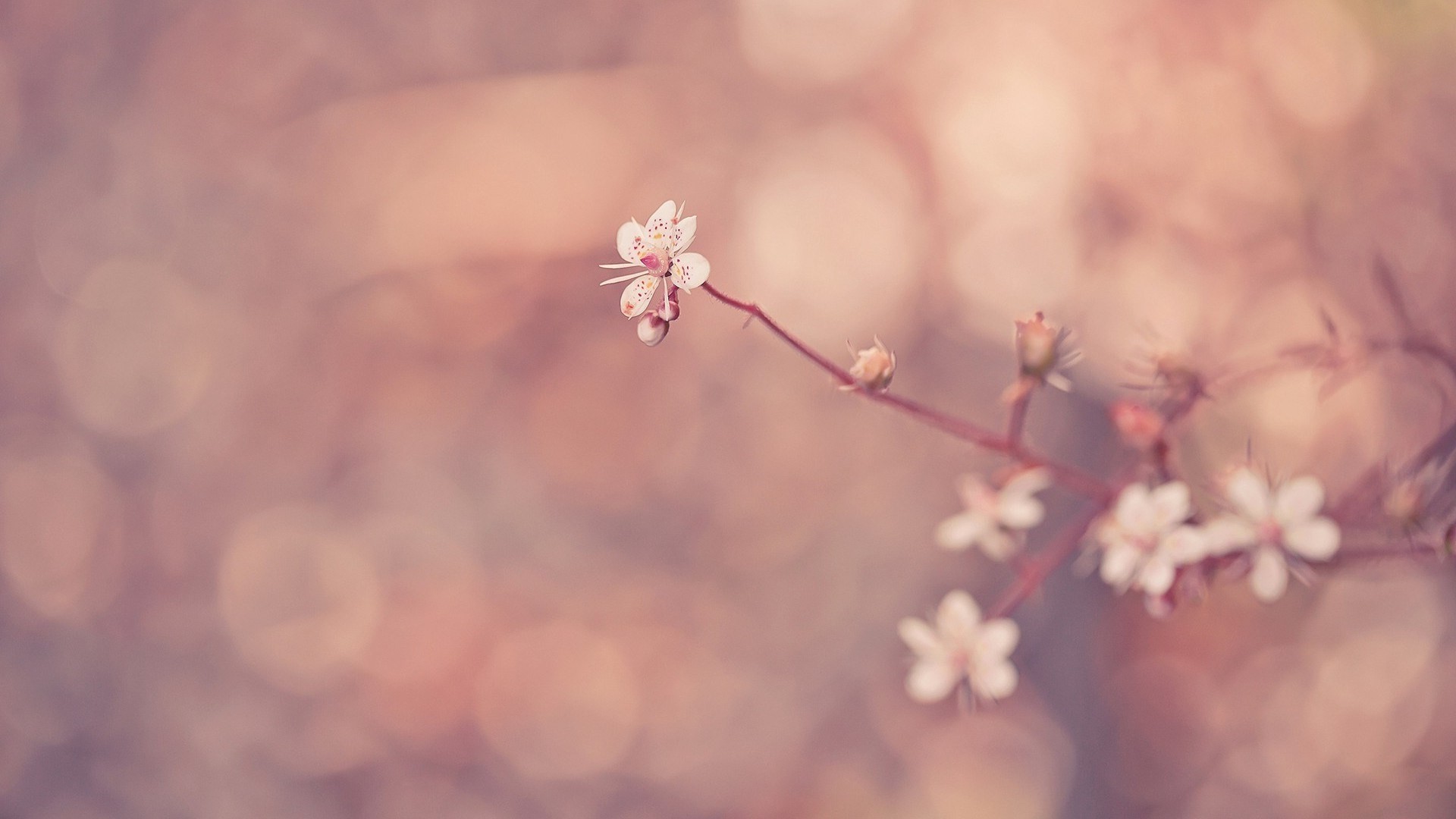 Fiori di ciliegio, Ramo, Bokeh, Rosa, sfondo computer