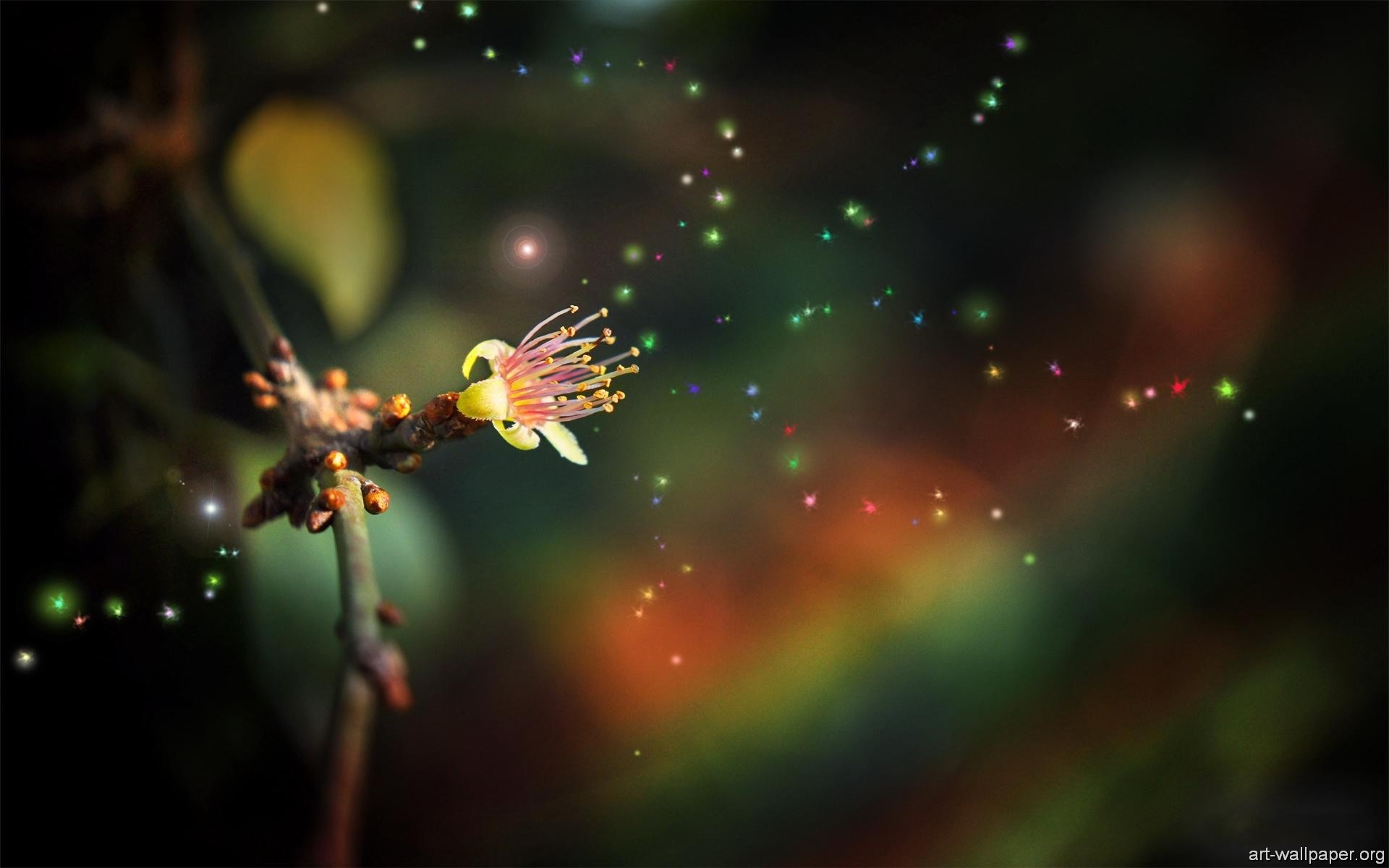 Fiore, Ramo, Bokeh, Sfondo scuro, Full HD, wallpaper Windows Vista