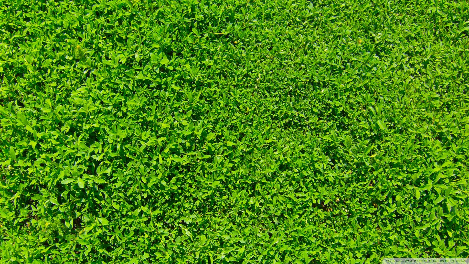 Prato, Texture erba, Verde, Full HD 1080p, sfondo desktop