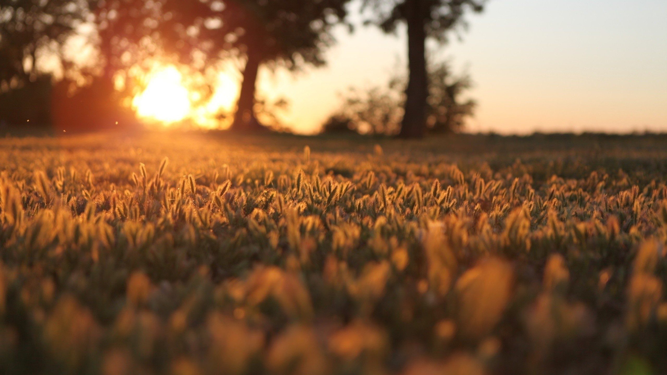 Prato, Tramonto, Alberi, Profondità di campo, 16:9 2K, sfondo widescreen