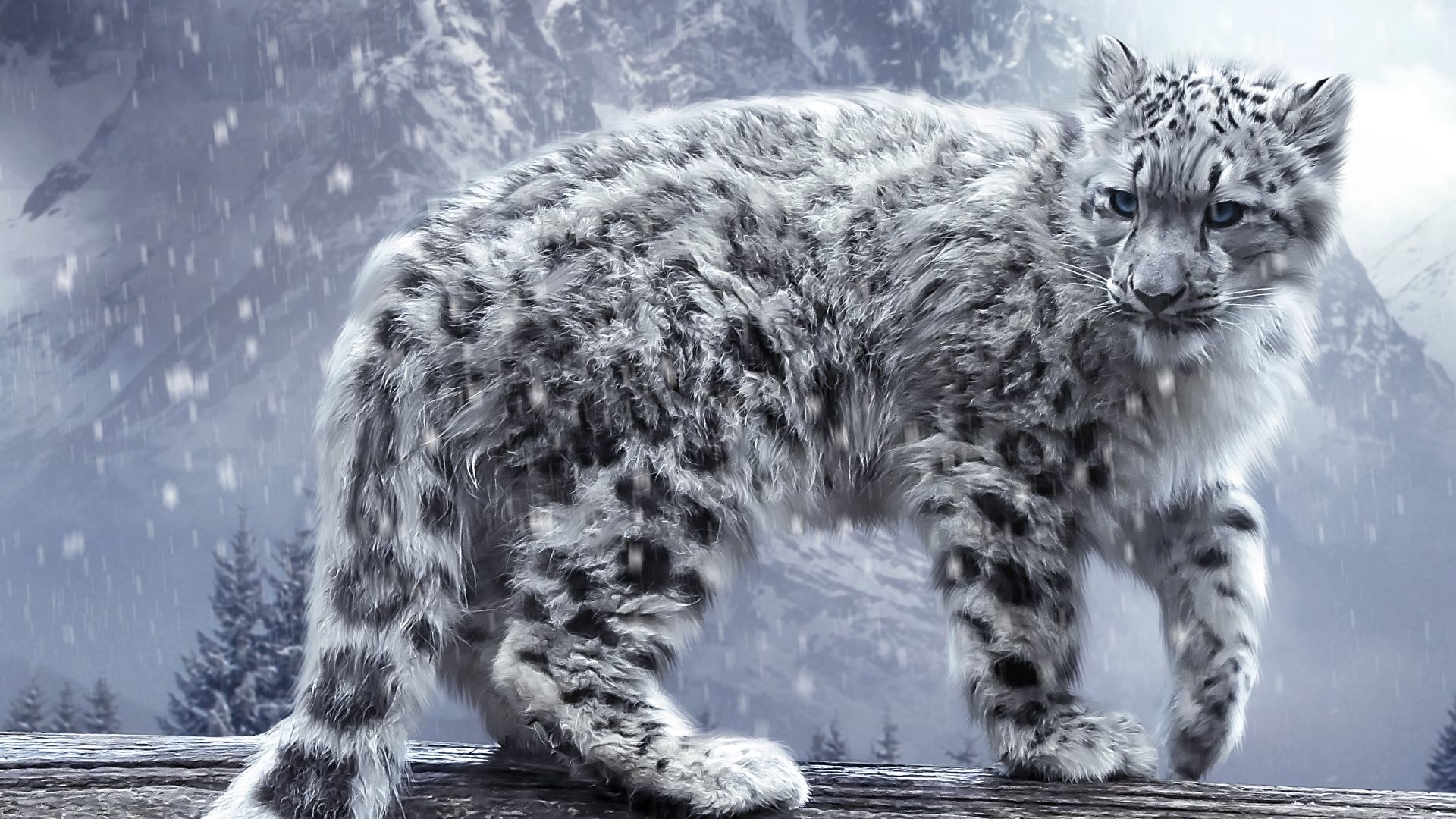 Leopardo delle nevi, Neve, Bianco e nero, Full HD, sfondo per portatile