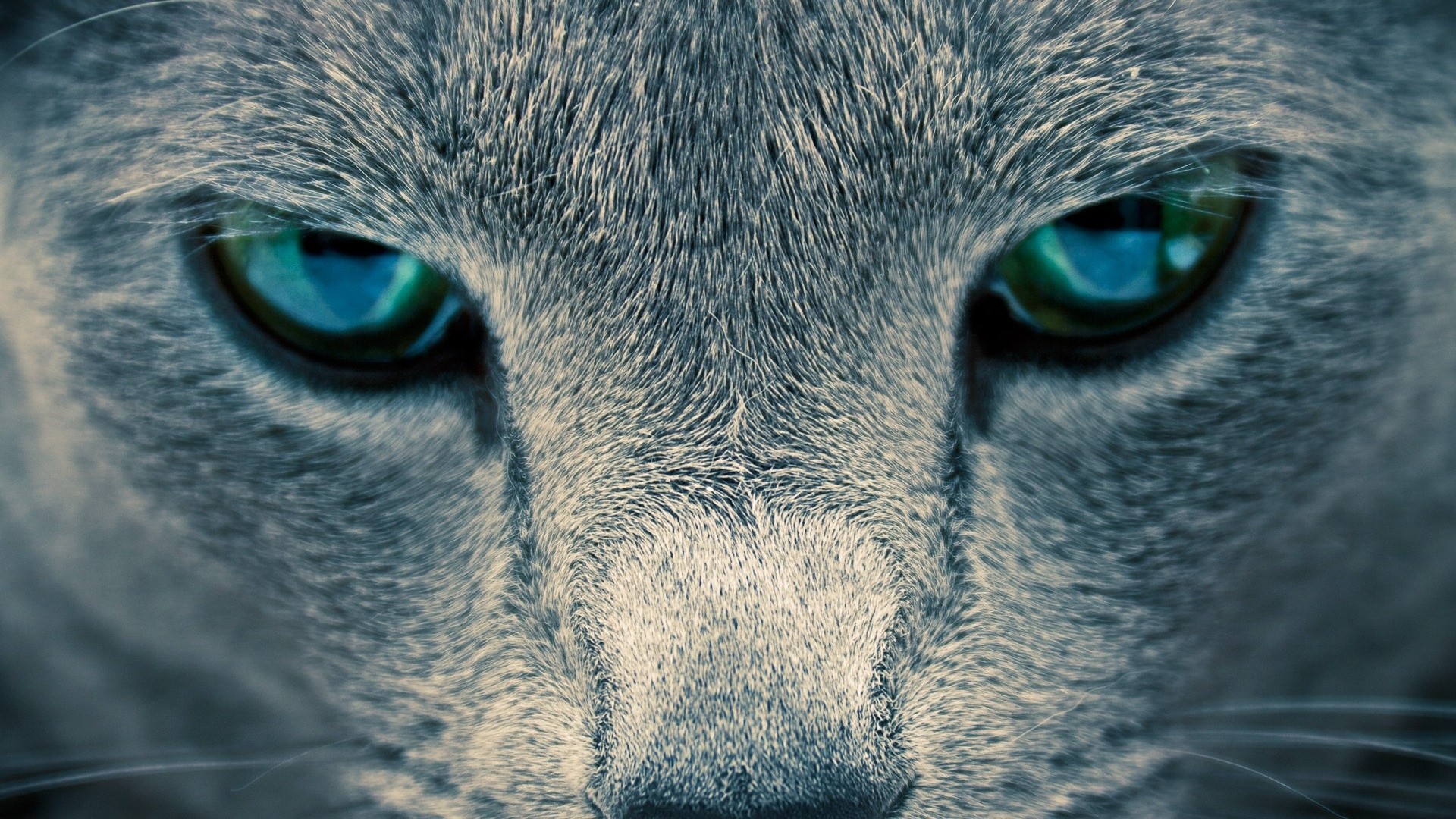 Gatto, Occhi verdi, Primo piano, 16:9 Full HD, sfondo widescreen
