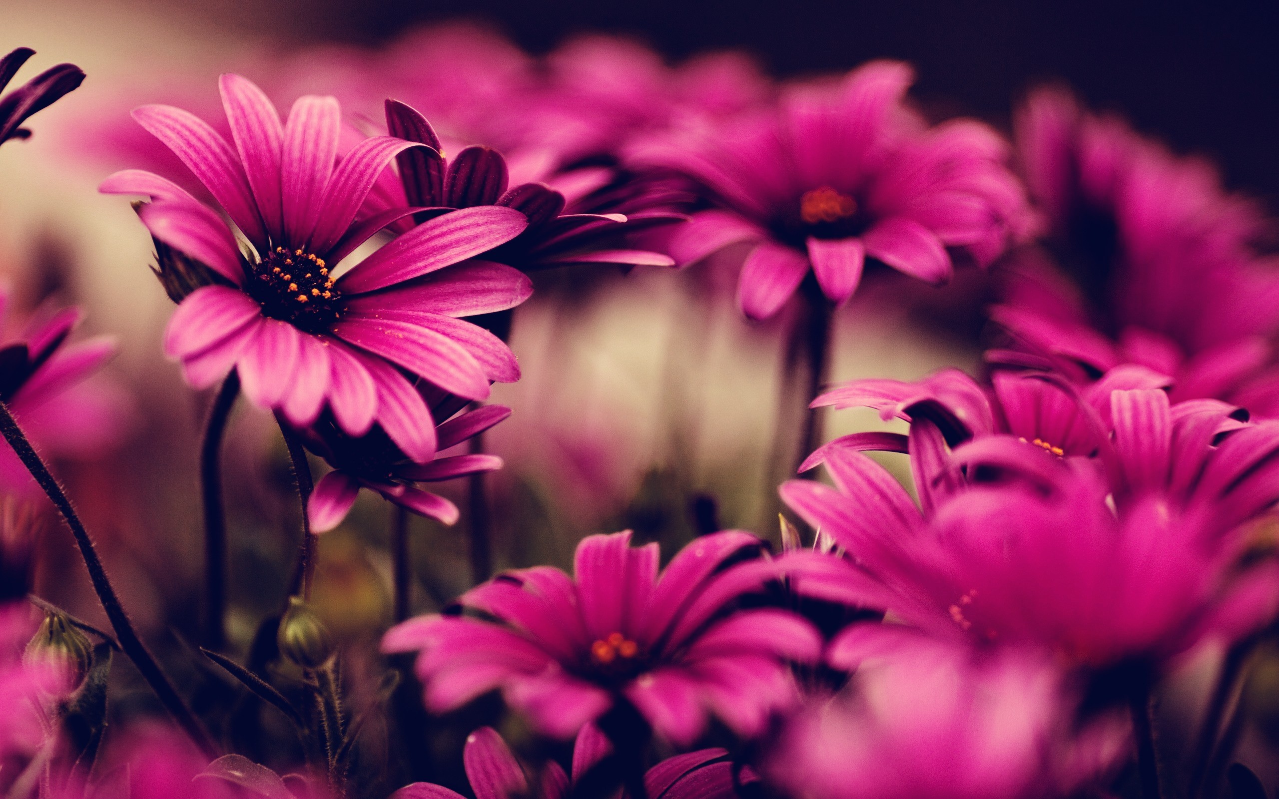 Margherite fucsia, Osteospermum, Macro, Toni scuri, Fiori, 2K, sfondo per portatile