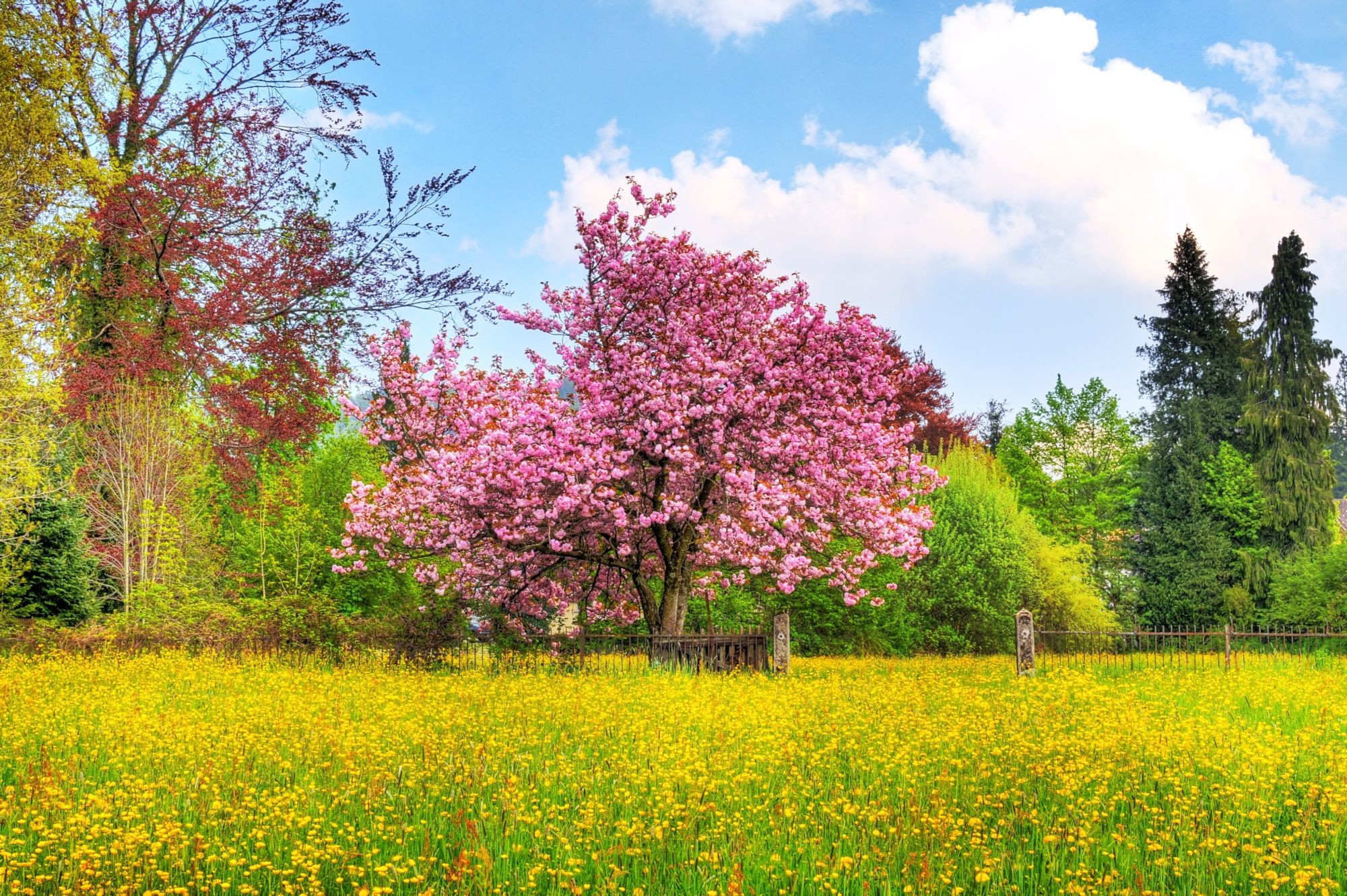 Albero in fiore, Prato fiorito, Primavera, Fiori gialli, Cielo azzurro, sfondo Full HD per computer
