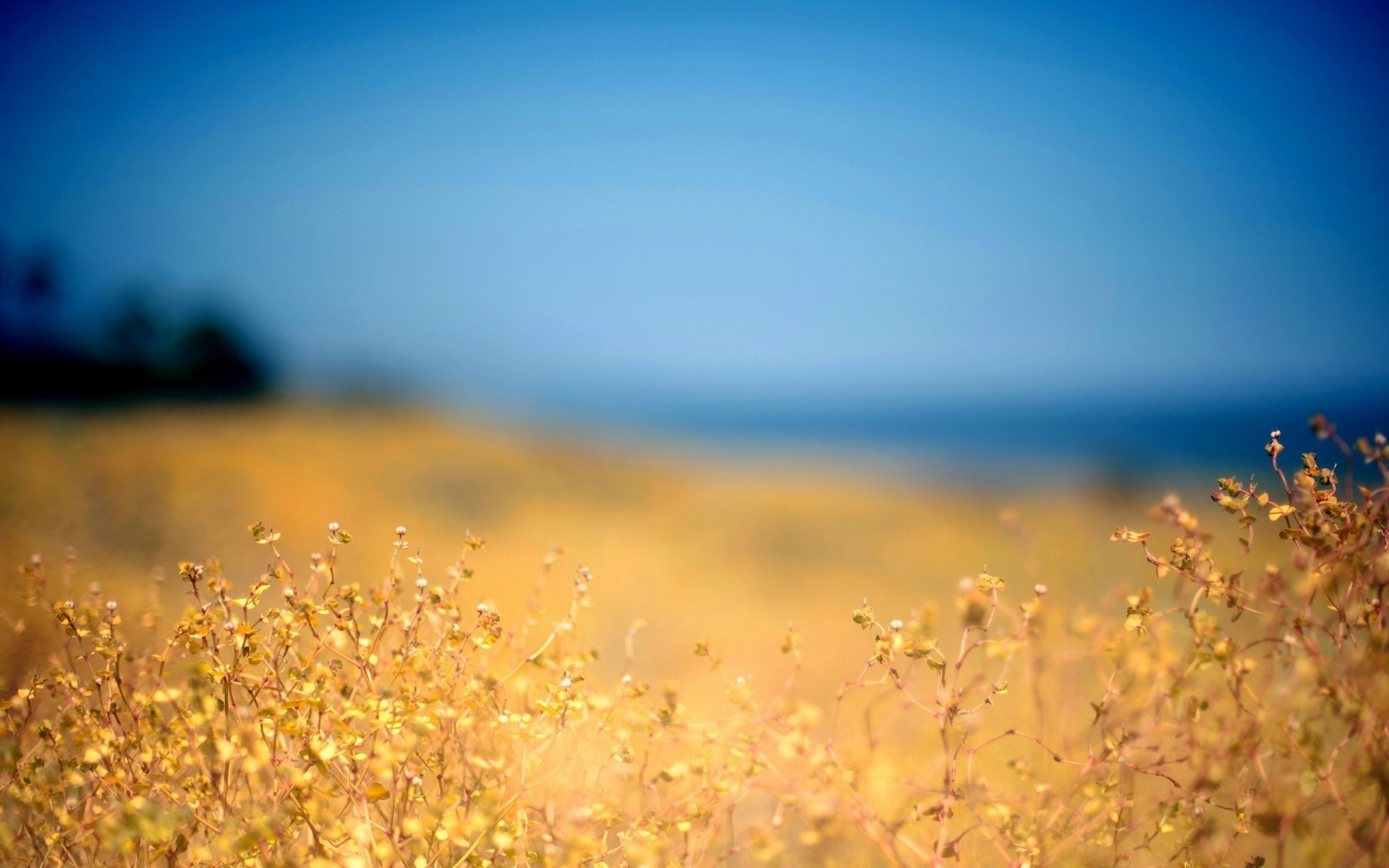 Erba secca, Bokeh, Toni dorati, Estate, 1920x1200, immagine di sfondo