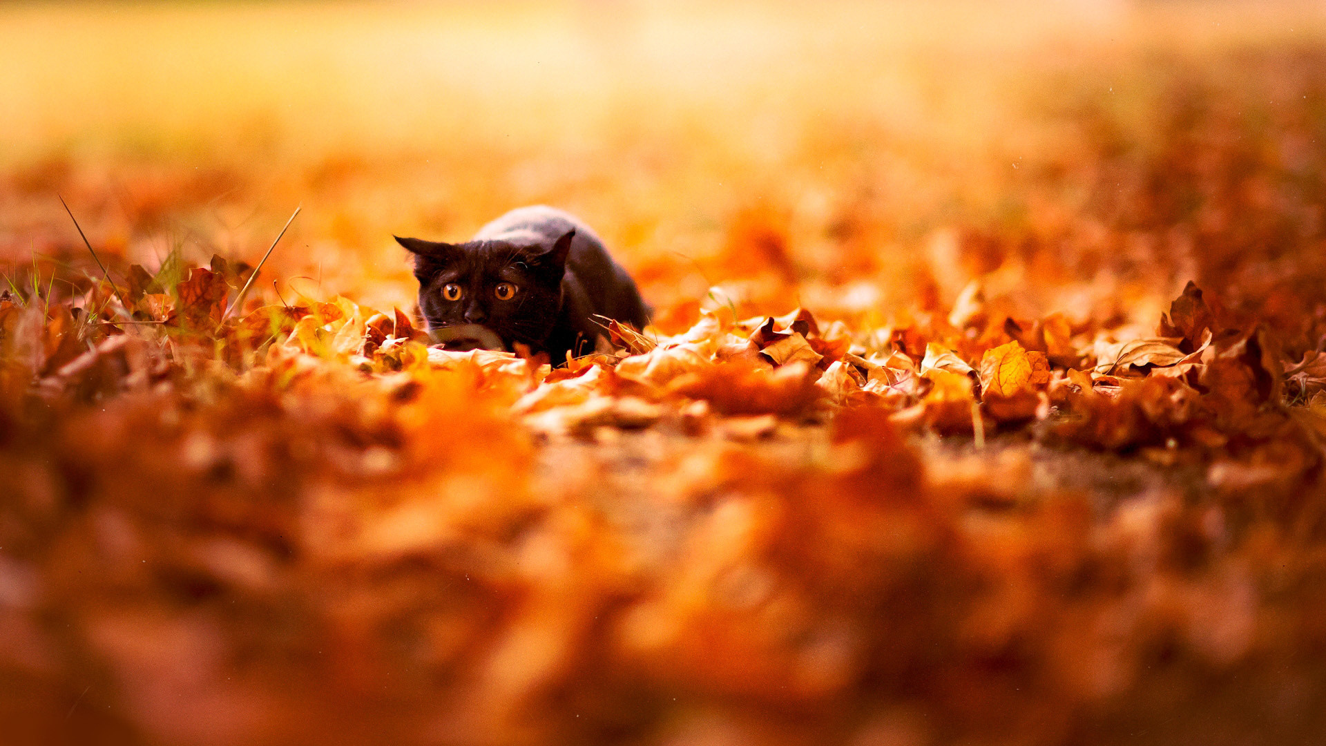 Gatto nero, Foglie cadute, Bokeh, Arancione, 16:9 Full HD, wallpaper widescreen