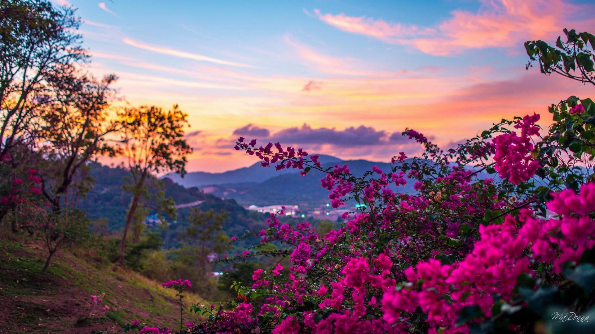 Azalee, Fiori magenta, Colline, Tramonto, Cielo rosa, Full HD 1080p, sfondo desktop