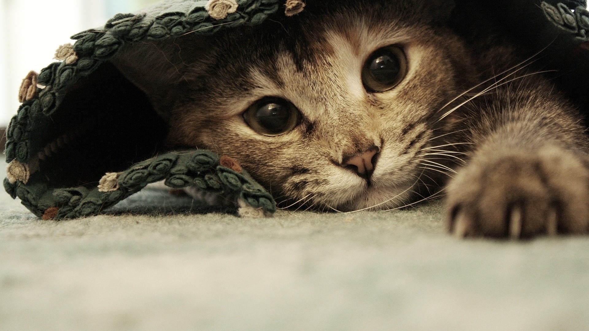 Gatto tigrato, Cappello, Nascosto, Tappeto, Occhi grandi, Full HD, sfondo per portatile