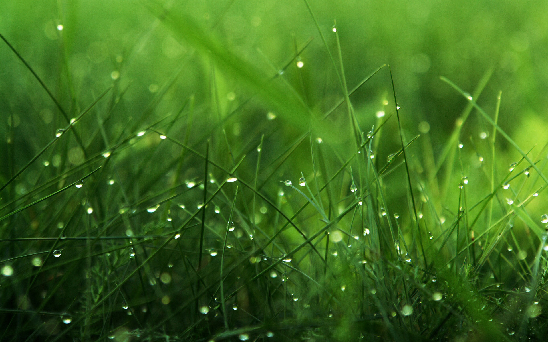 Erba, Gocce di rugiada, Verde, 1920x1200, sfondo per PC