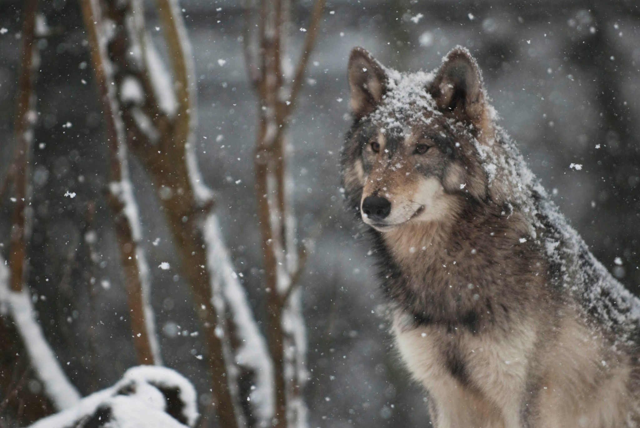 Lupo, Nevicata, Bosco, Inverno, Alberi spogli, Full HD, sfondo per PC