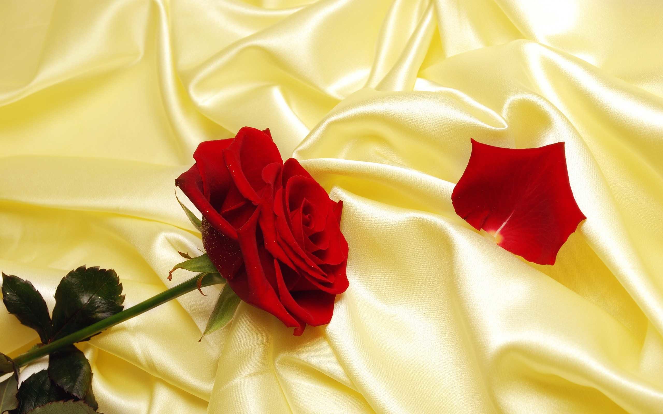 Rosa rossa, Petali, Raso, Romantico, 2K, sfondo per PC