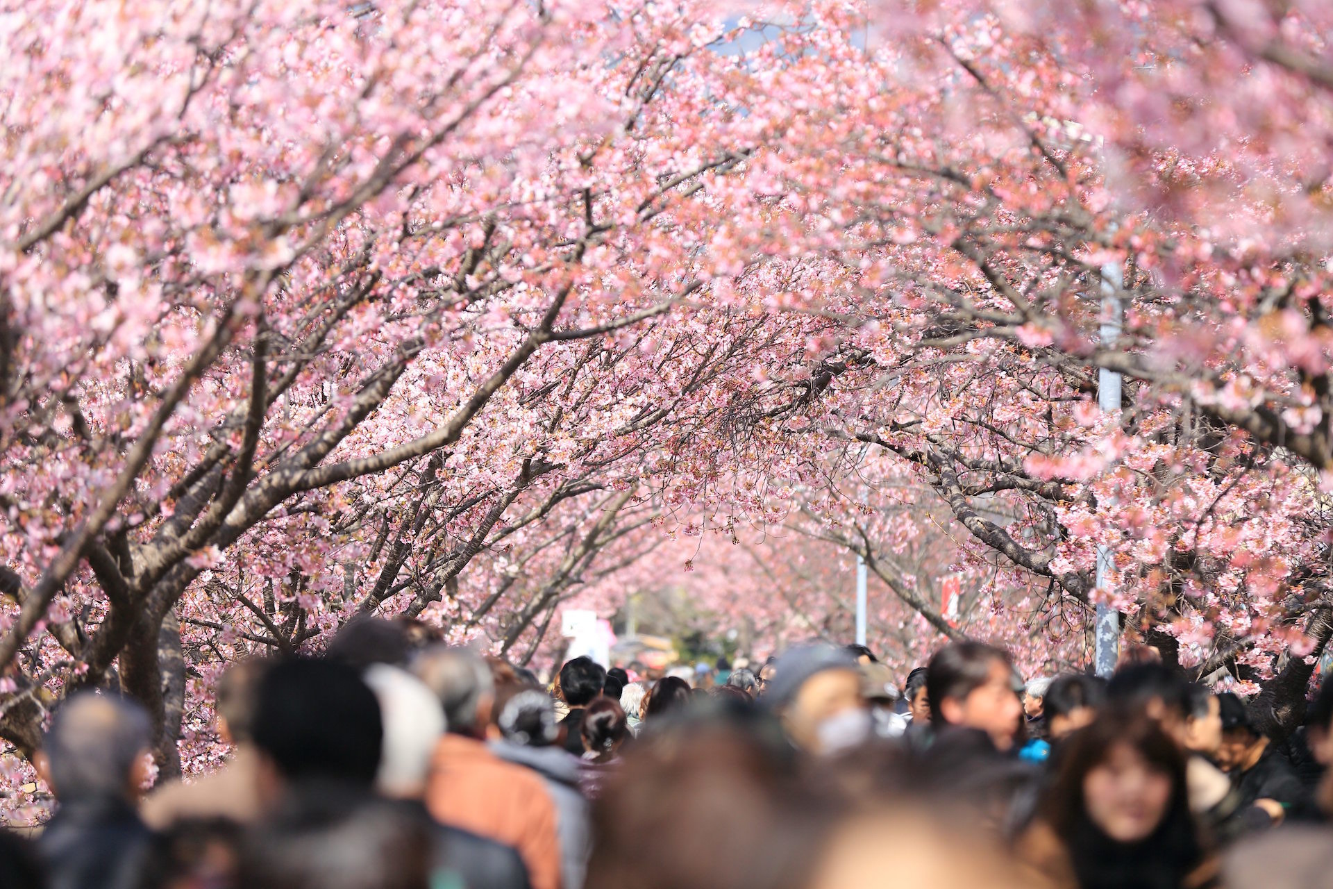 Ciliegi in fiore, Hanami, Folla, Full HD, sfondo per PC