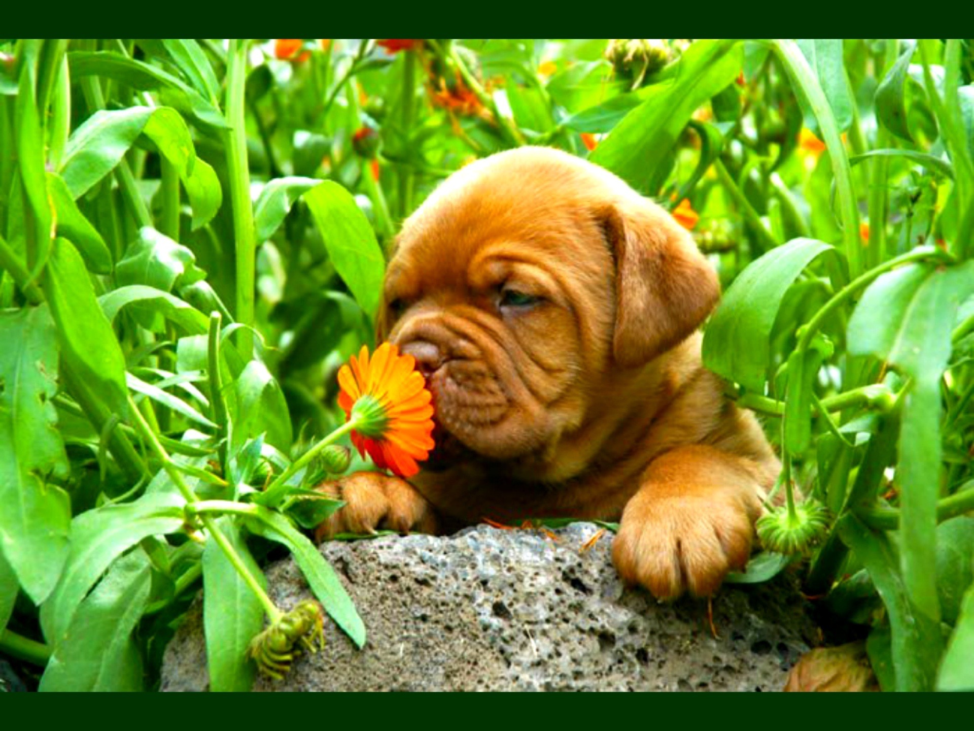 Dogue de Bordeaux, Cucciolo, Fiore arancione, Piante, Full HD, sfondo per iPad e tablet