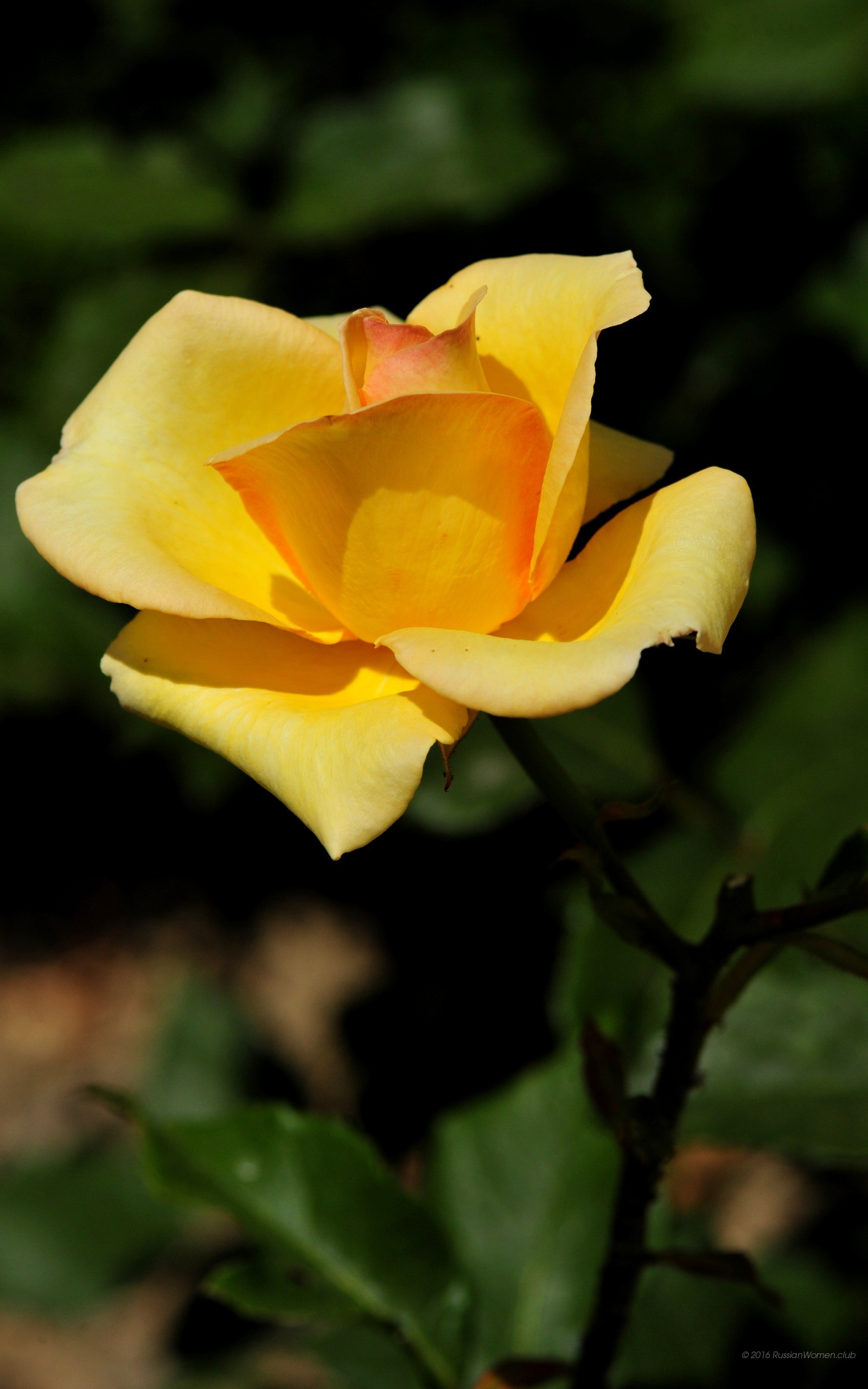 Rosa gialla, Fiore, Sfondo scuro, QHD+, wallpaper per smartphone