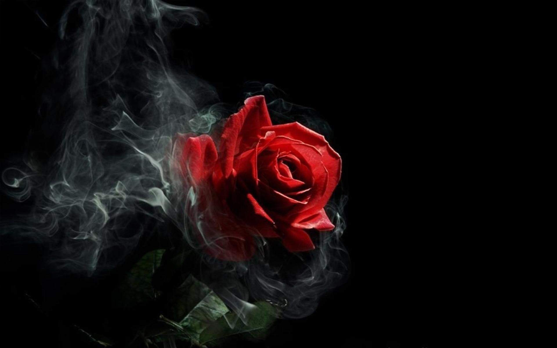 Rosa rossa, Fumo, Sfondo nero, Full HD, wallpaper per computer