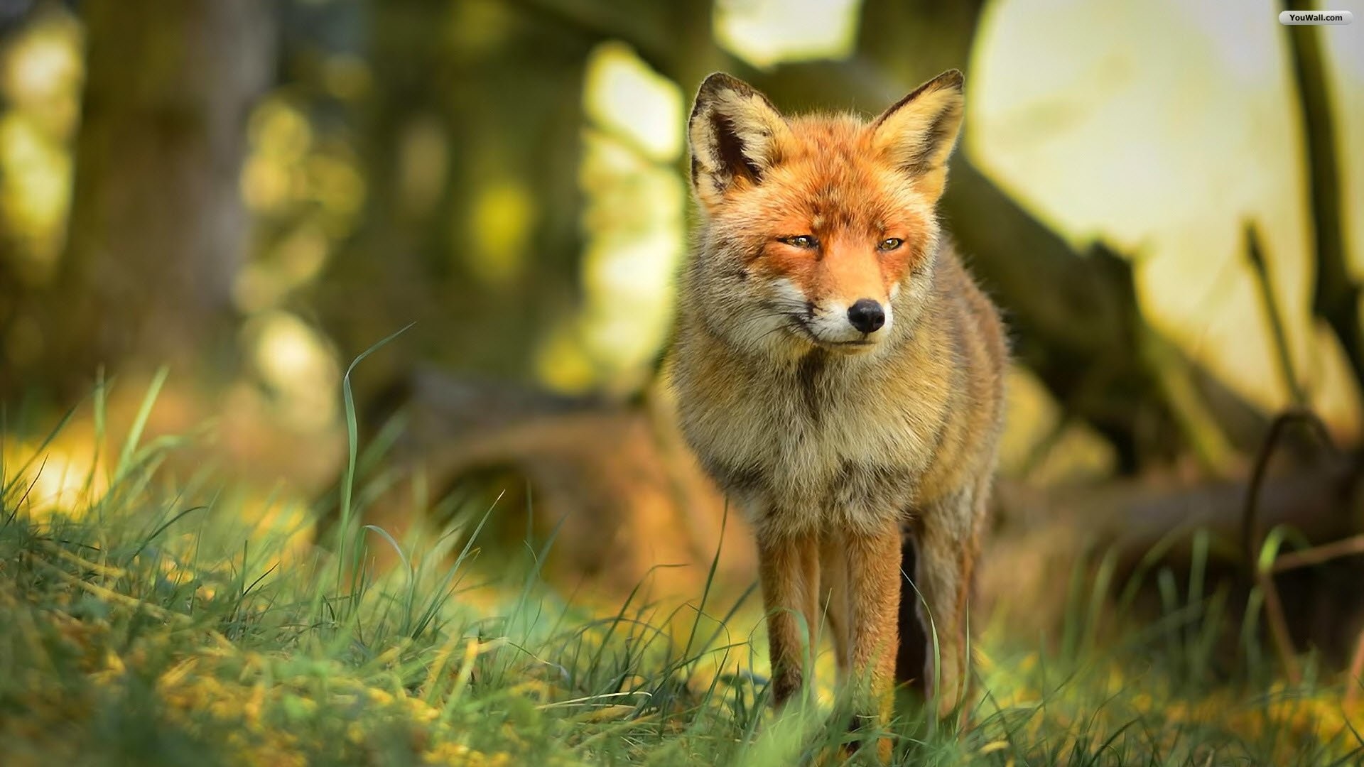 Volpe rossa, Prato, Luce del sole, Full HD 1080p, sfondo desktop