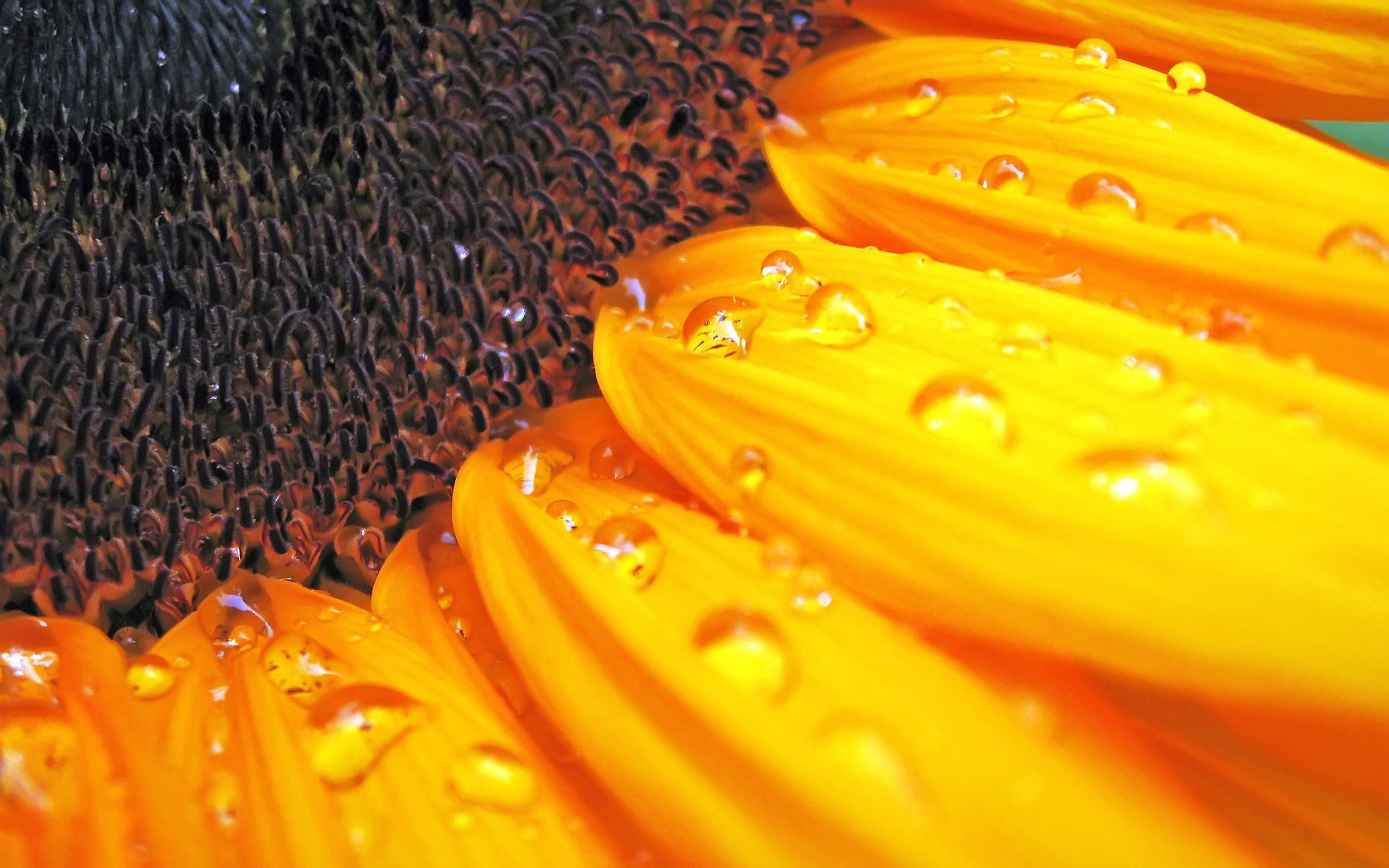 Terra/Natura - Girasole Sfondo, 2K, wallpaper HP