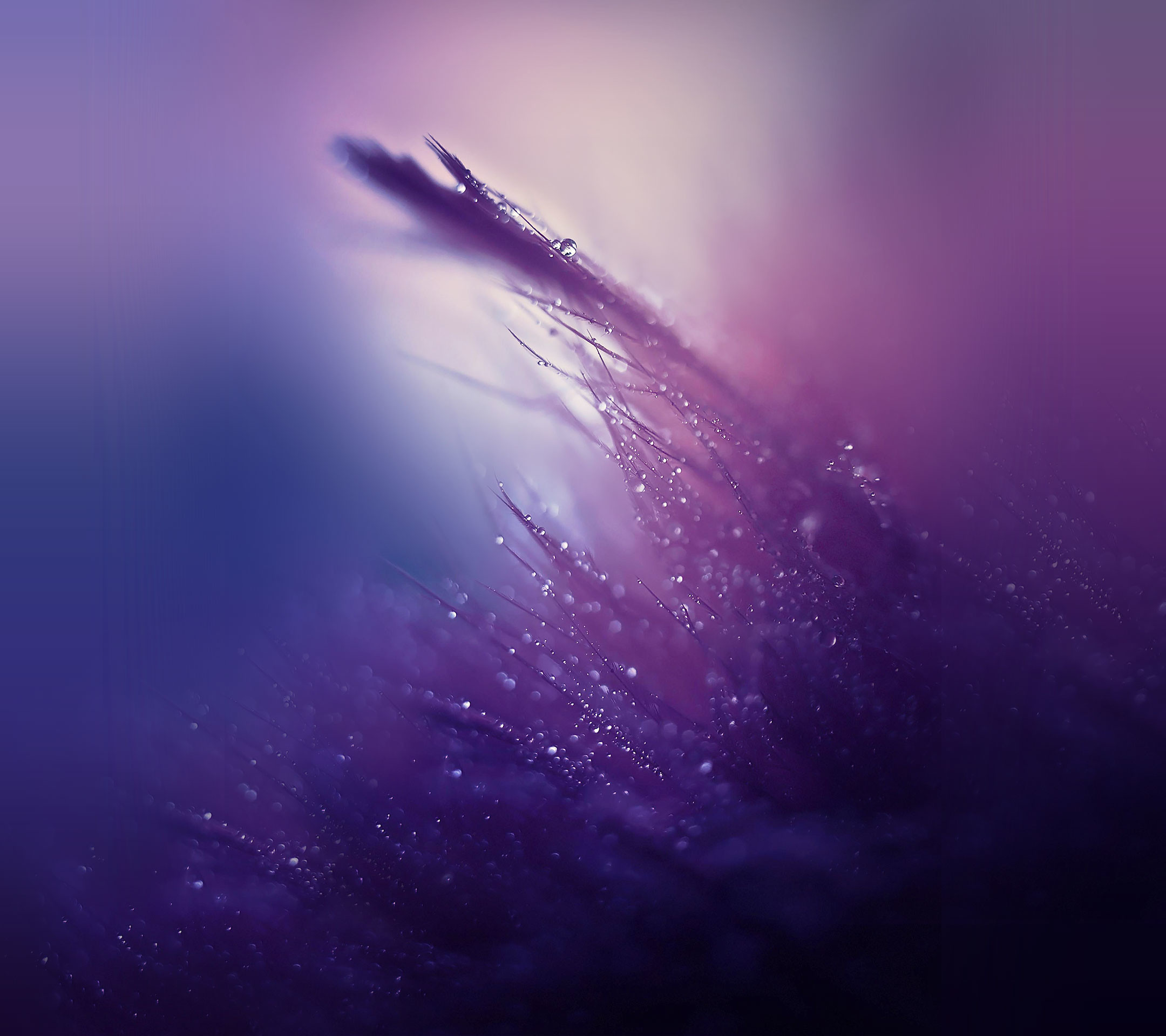 Erba, Rugiada, Viola, Macro, sfondo schermata di blocco Huawei P8