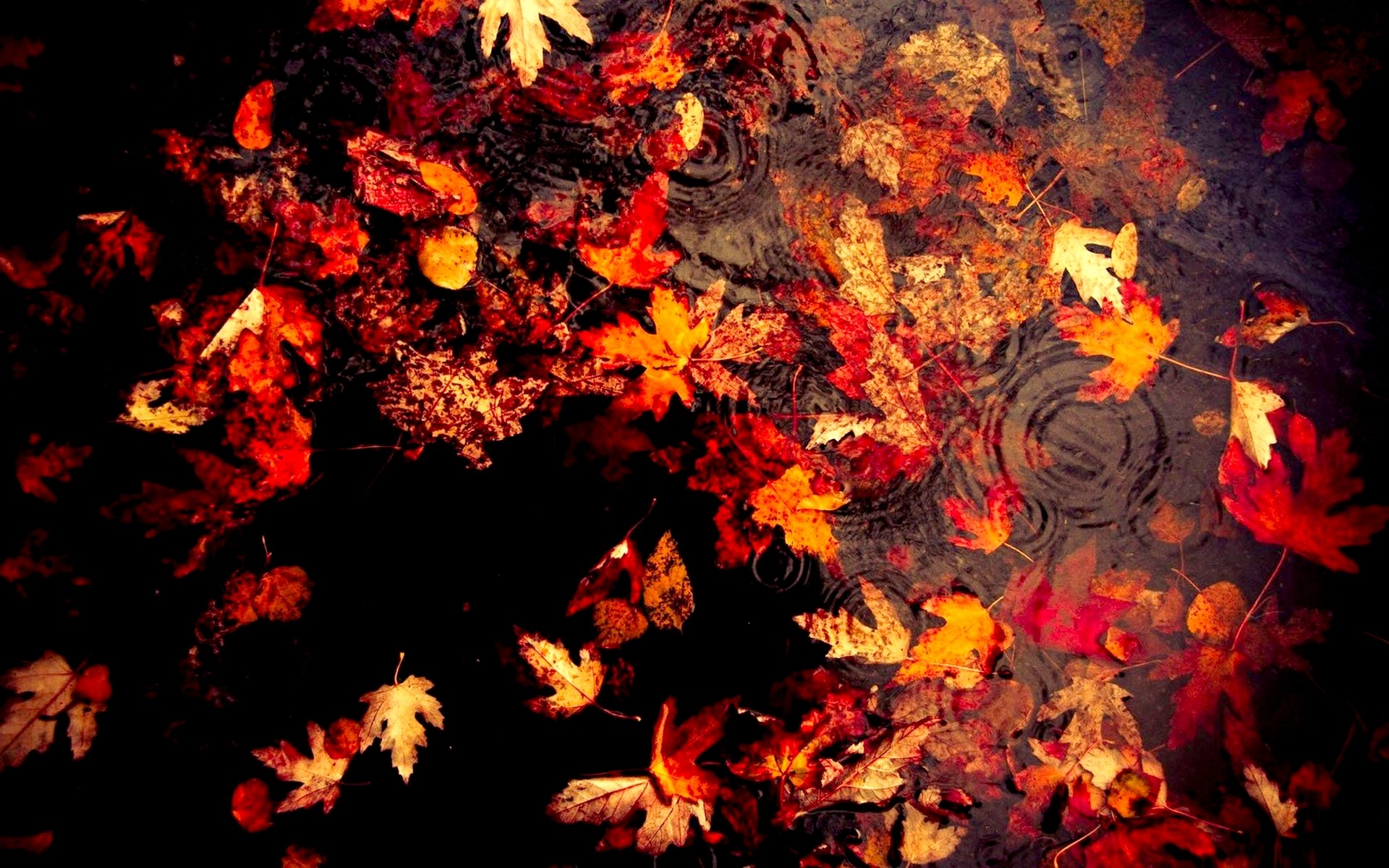 Foglie rosse, Pozzanghera, Gocce di pioggia, 1920x1200, sfondo MacBook Pro