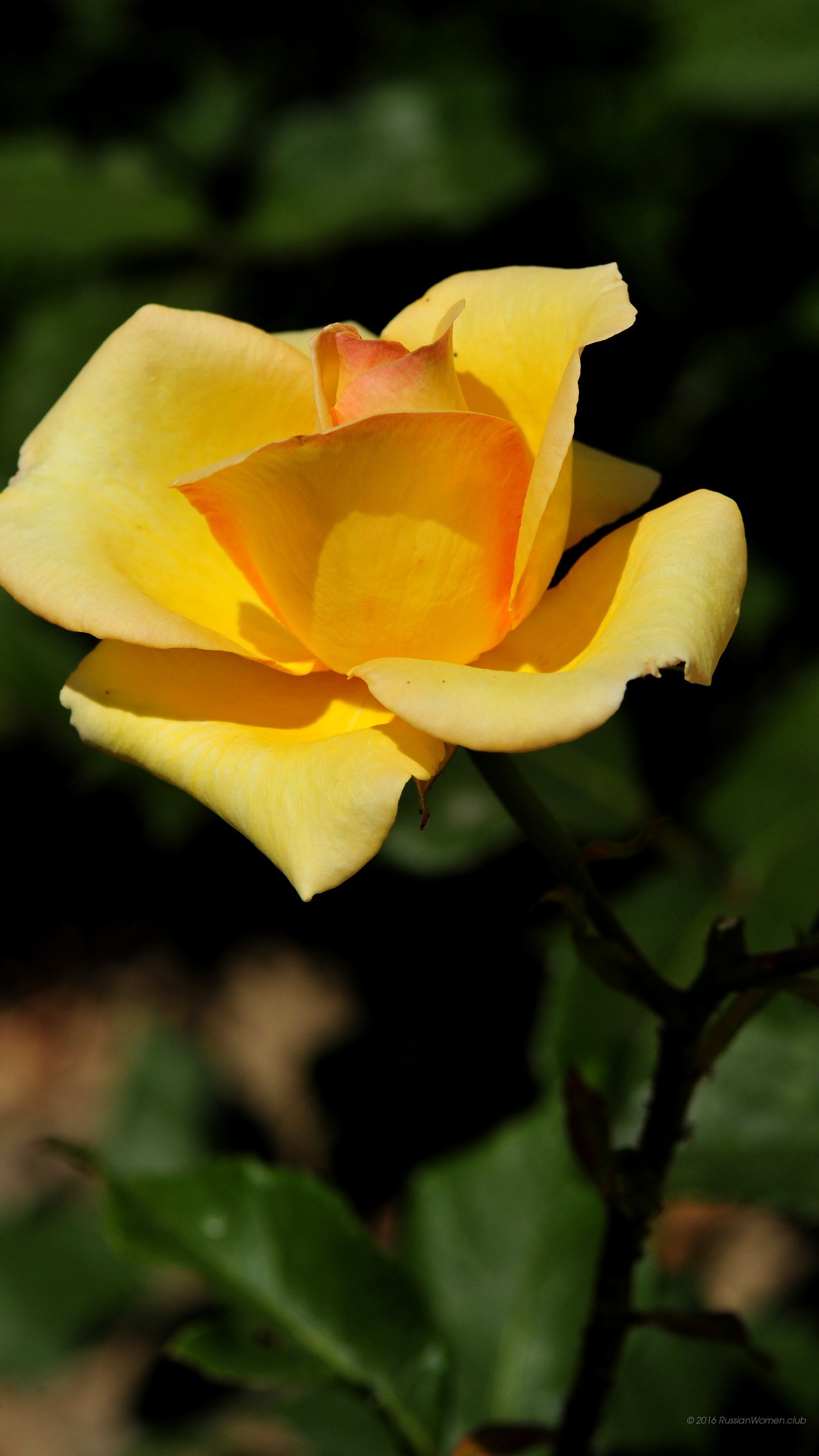 Rosa gialla, Fiore, Sfondo scuro, QHD+, schermata di blocco LG G5