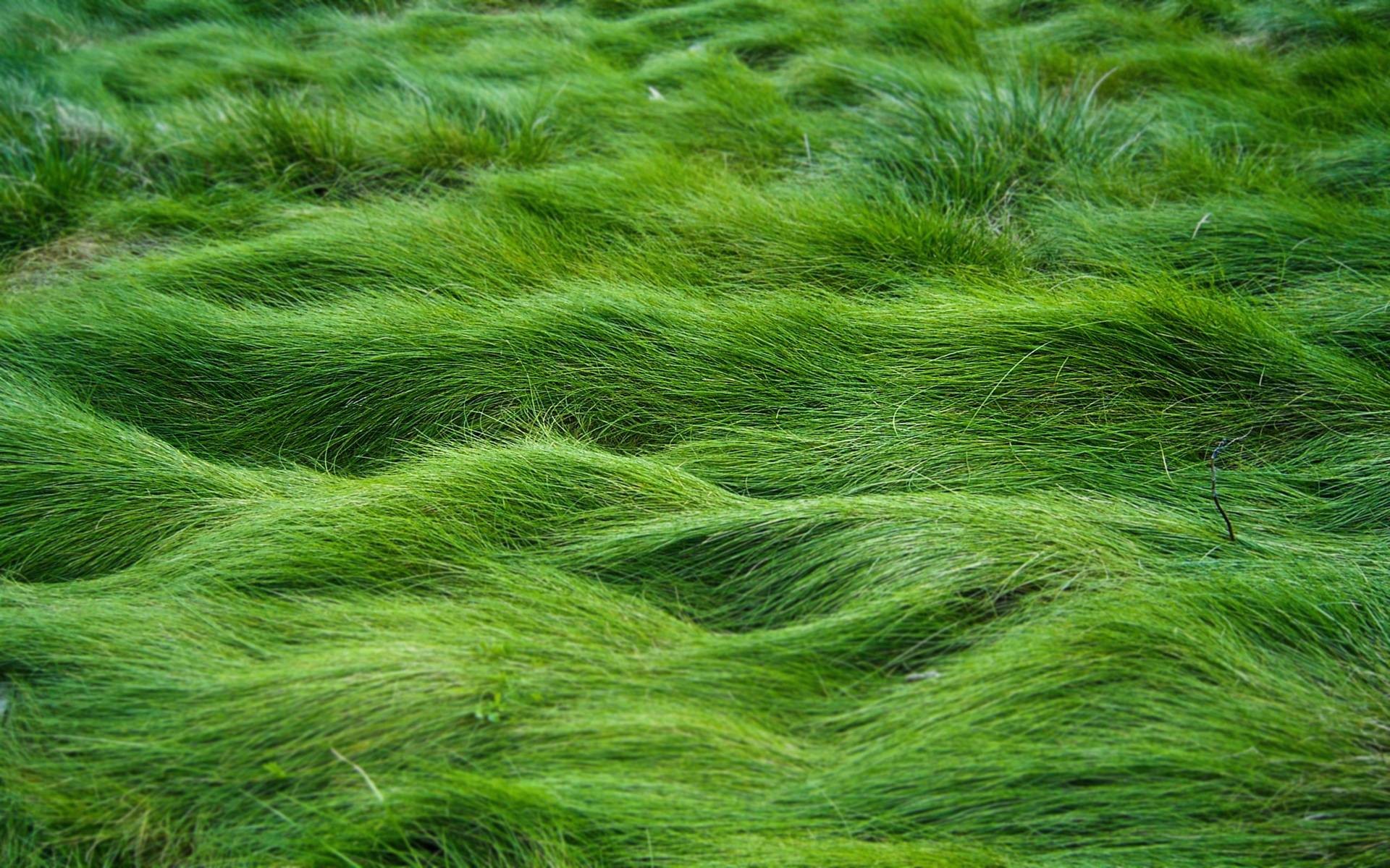 Prato, Erba ondulata, Verde, 16:10 Full HD, wallpaper widescreen