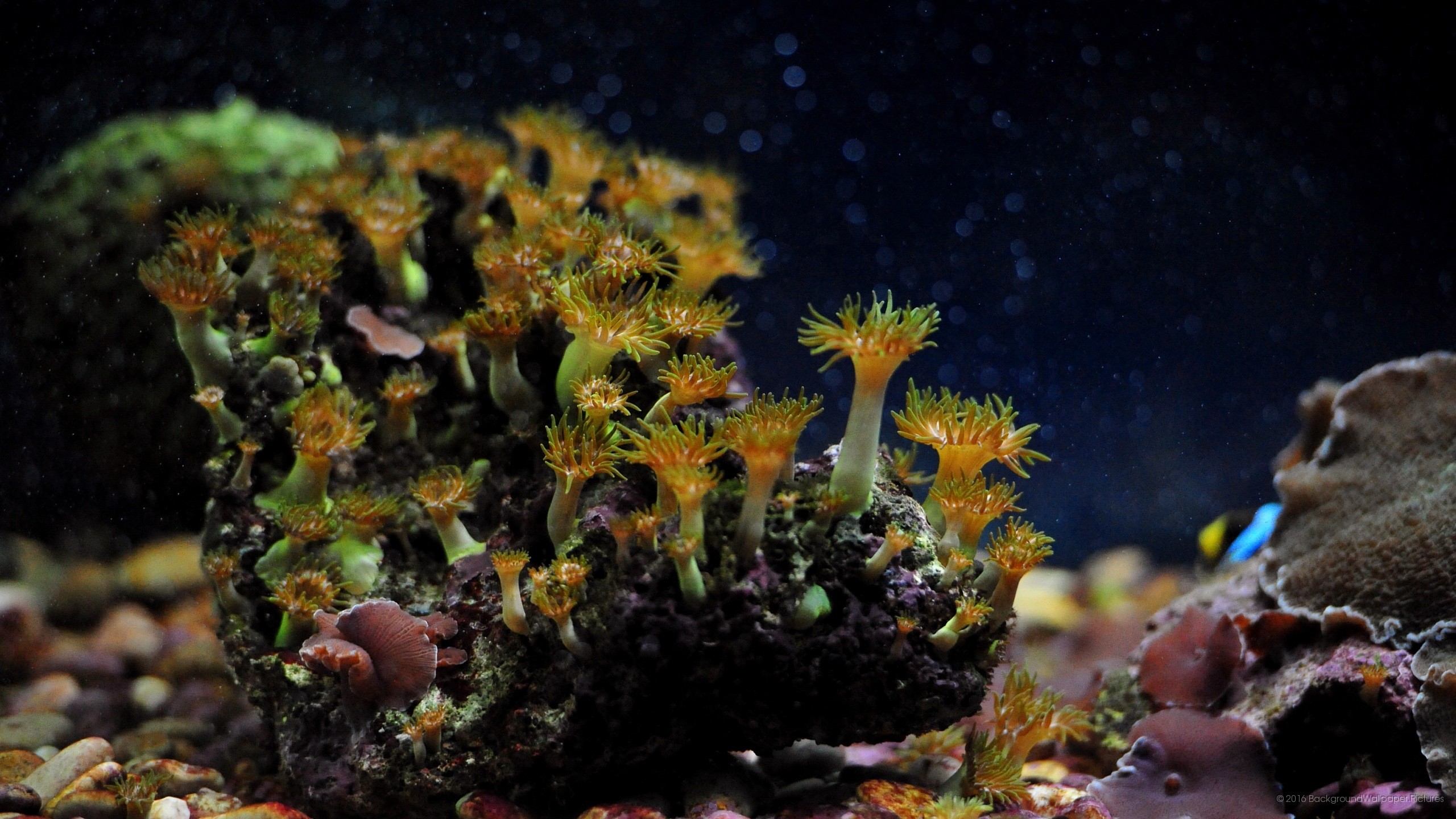 Coralli, Polipi gialli, Acquario marino, 2K, wallpaper per portatile