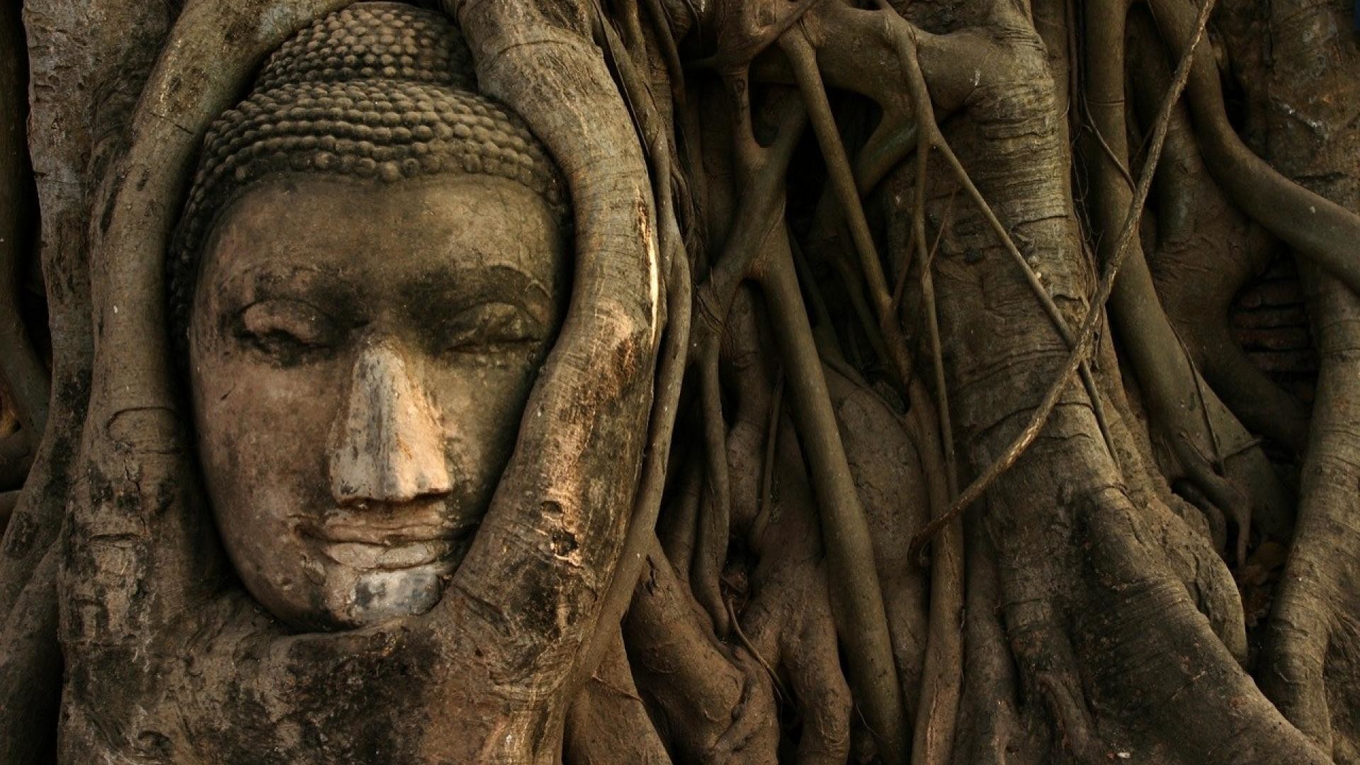Testa di Buddha tra le radici, Wat Mahathat, Ayutthaya, Thailandia, sfondo per portatile