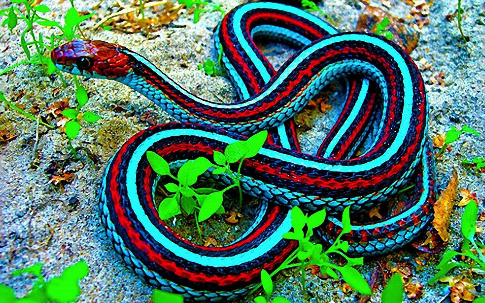 Serpente giarrettiera di San Francisco, Thamnophis sirtalis tetrataenia, Strisce, Colori vivaci, sfondo Full HD