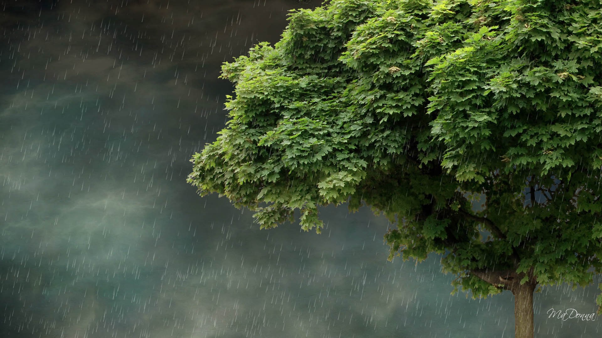 Pioggia, Albero, Vento, Tempesta, Full HD 1080p, sfondo desktop