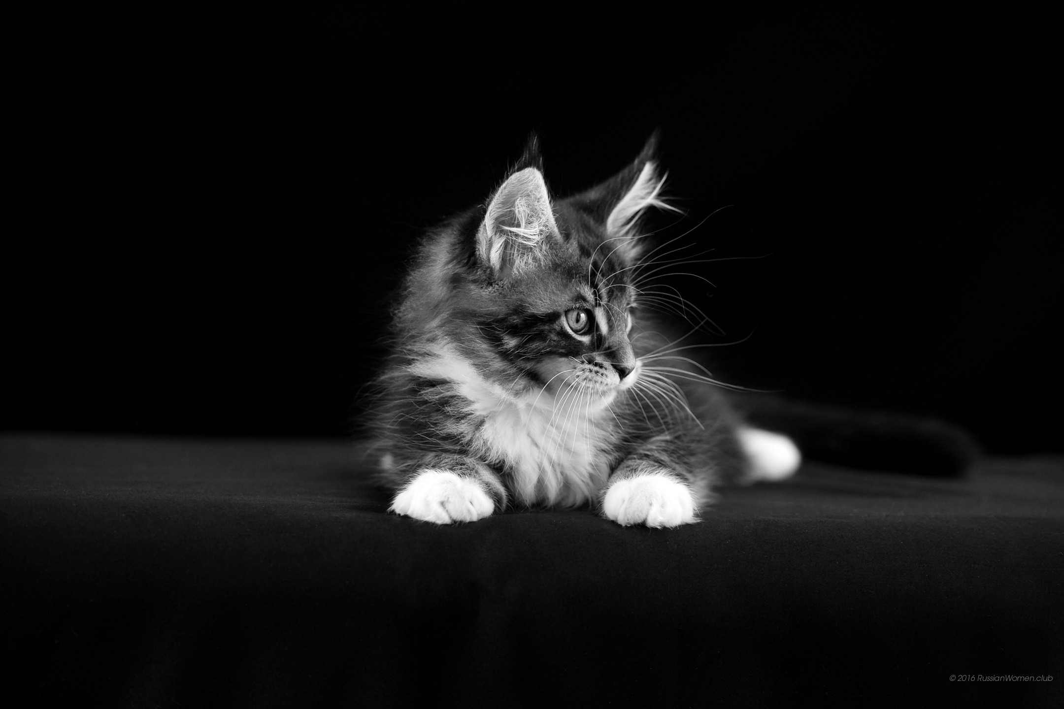 Gattino, Bianco e nero, Sfondo nero, Full HD, wallpaper per portatile