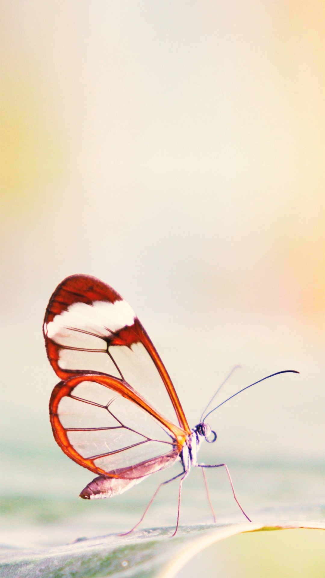 Farfalla, Greta oto, Ali trasparenti, Macro, Full HD, sfondo per smartphone