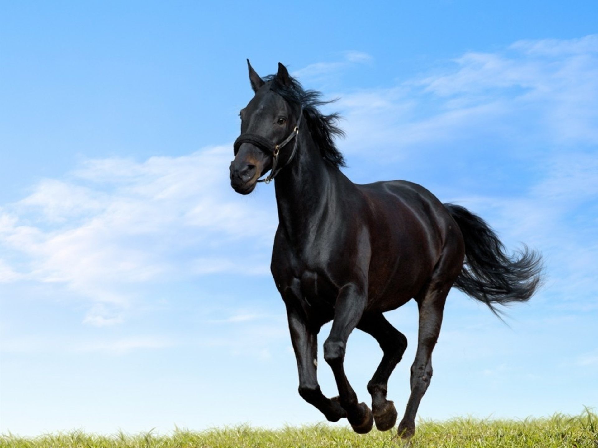 Cavallo nero, Galoppo, Cielo blu, sfondo per iPad e tablet