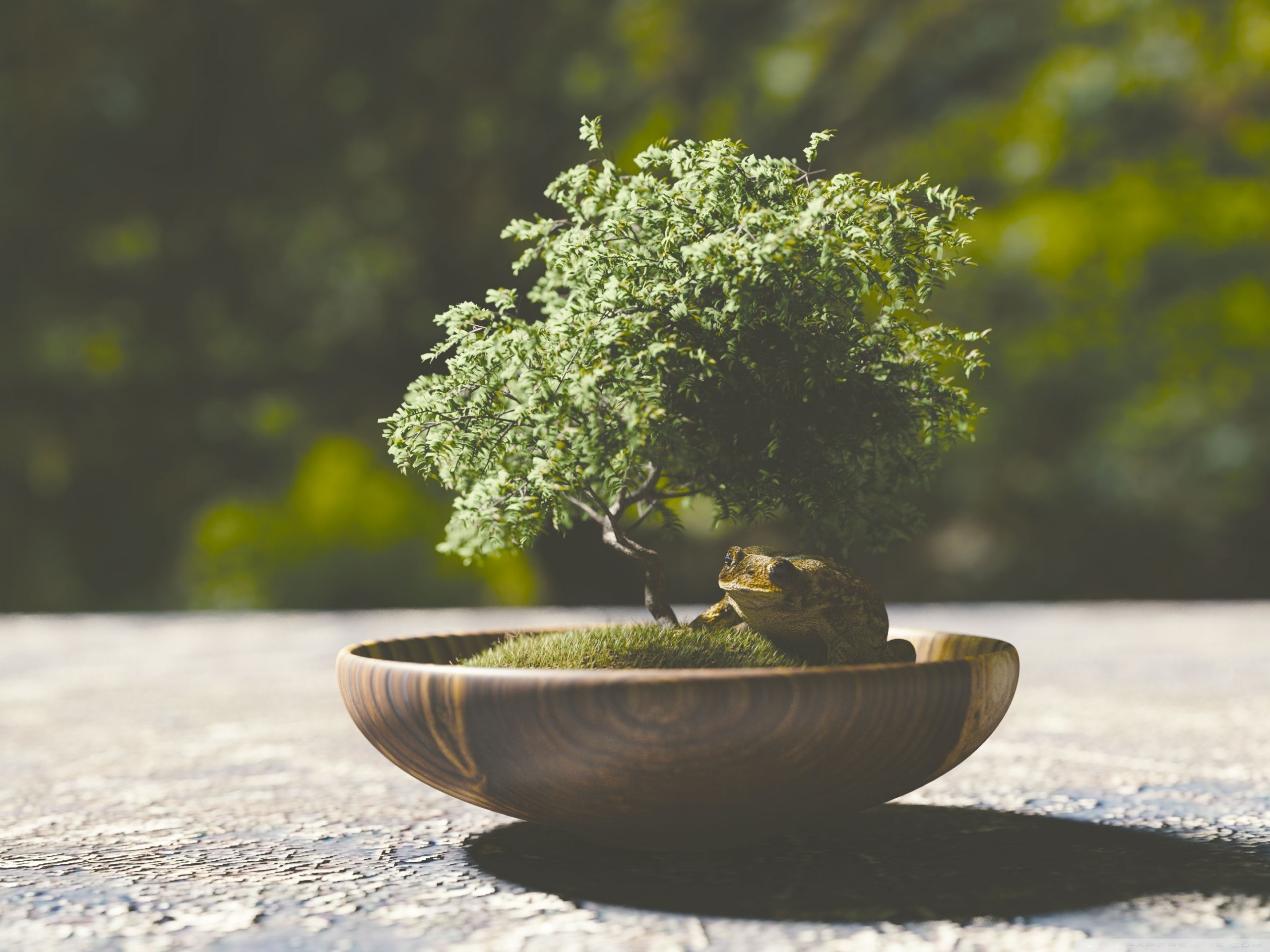 Bonsai, Vaso, Bokeh, Miniatura, 2K, sfondo per iPad e tablet