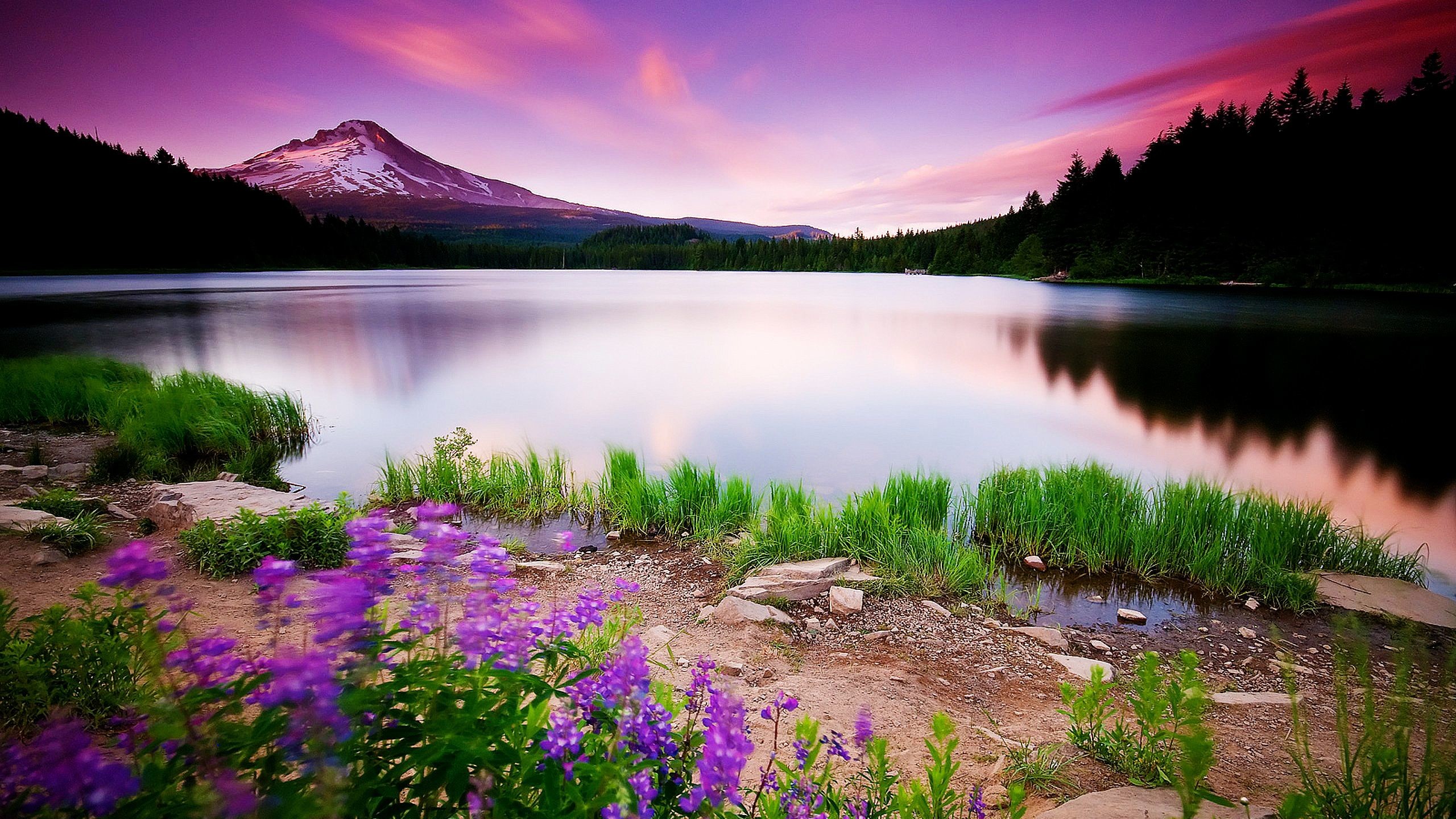 Trillium Lake, Mount Hood, Oregon, Fiori viola, Lago, Tramonto, 2K, sfondo desktop
