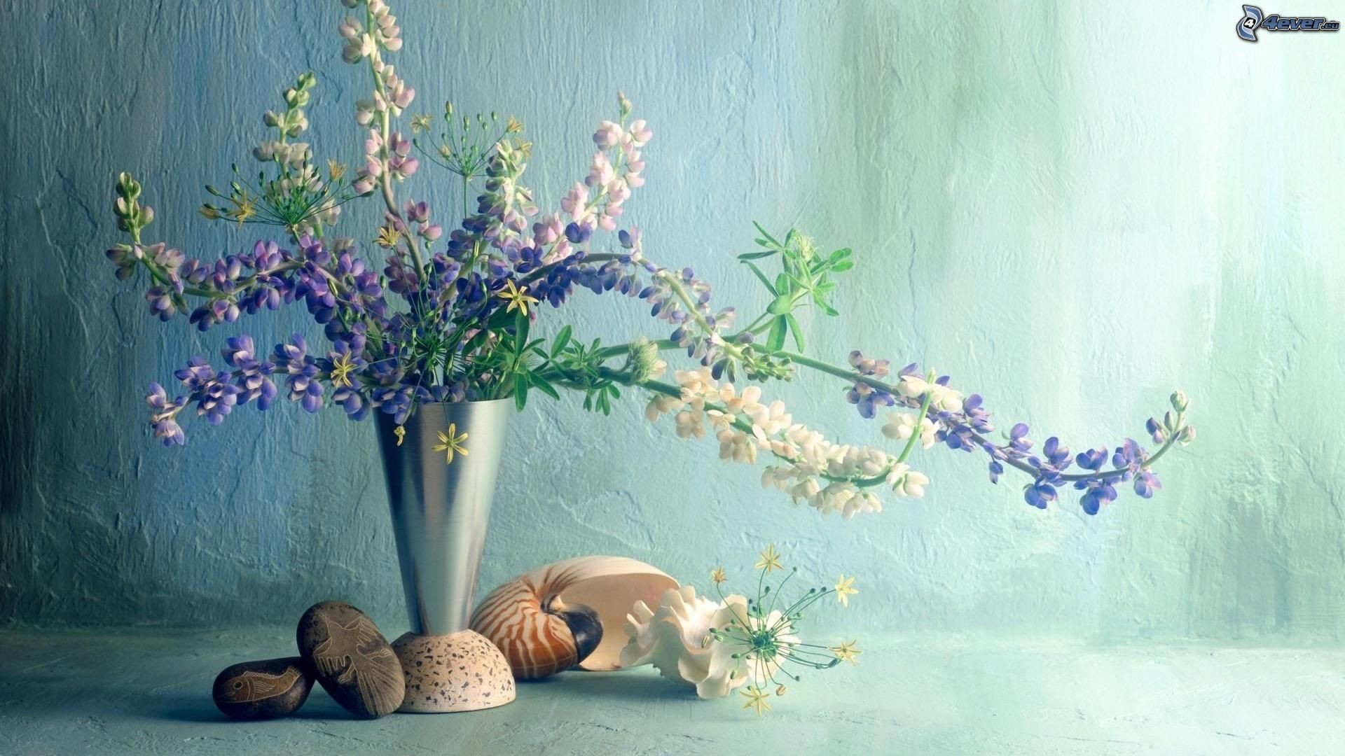 Lupini, Vaso, Natura morta, Conchiglie, sfondo per il tuo desktop