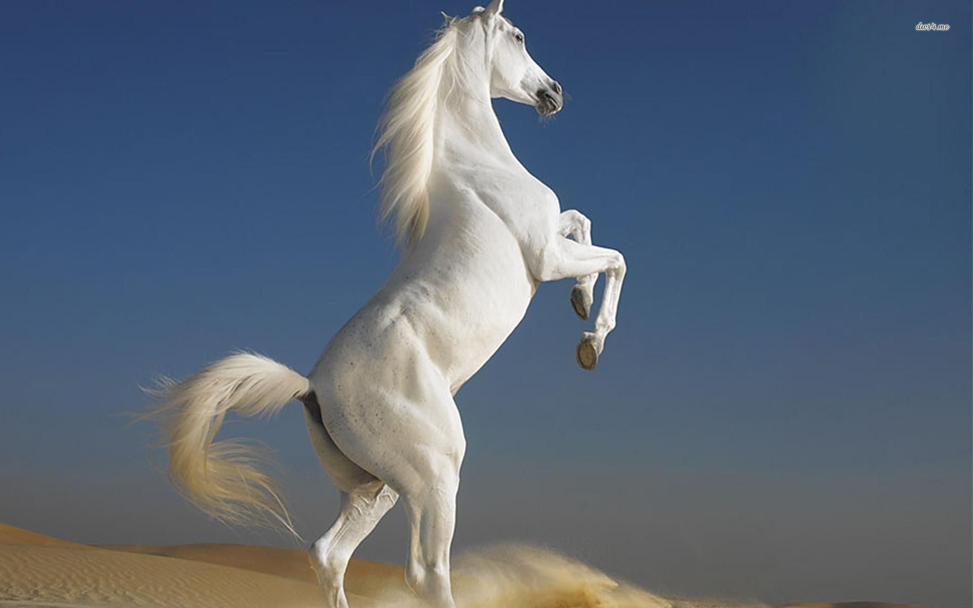Cavallo bianco, Impennata, Deserto, Cielo blu, 16:10 Full HD, wallpaper widescreen