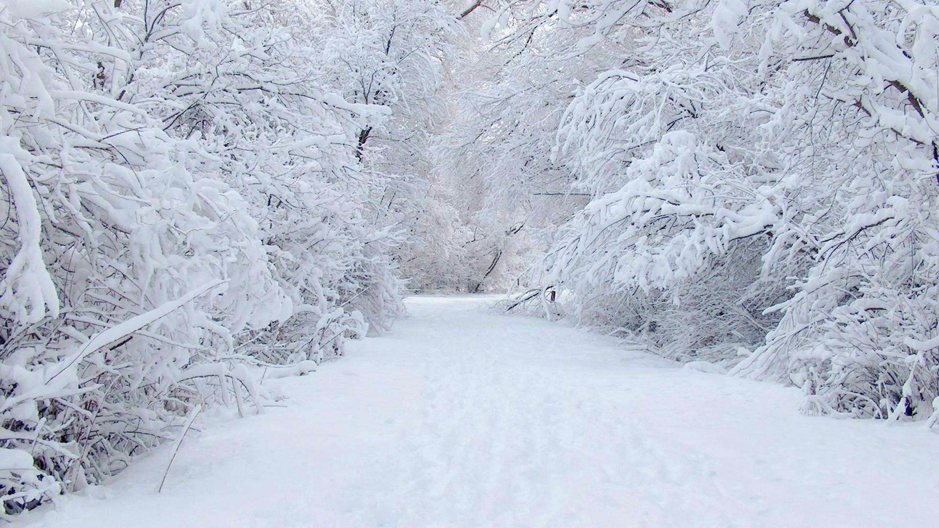 Sentiero innevato, Alberi innevati, Bosco, Bianco, Full HD, sfondo desktop