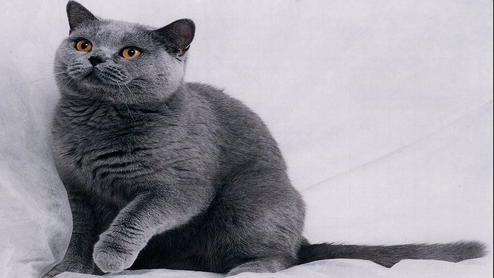 British Shorthair, Gatto grigio, Occhi arancioni, Sfondo bianco, wallpaper per portatile