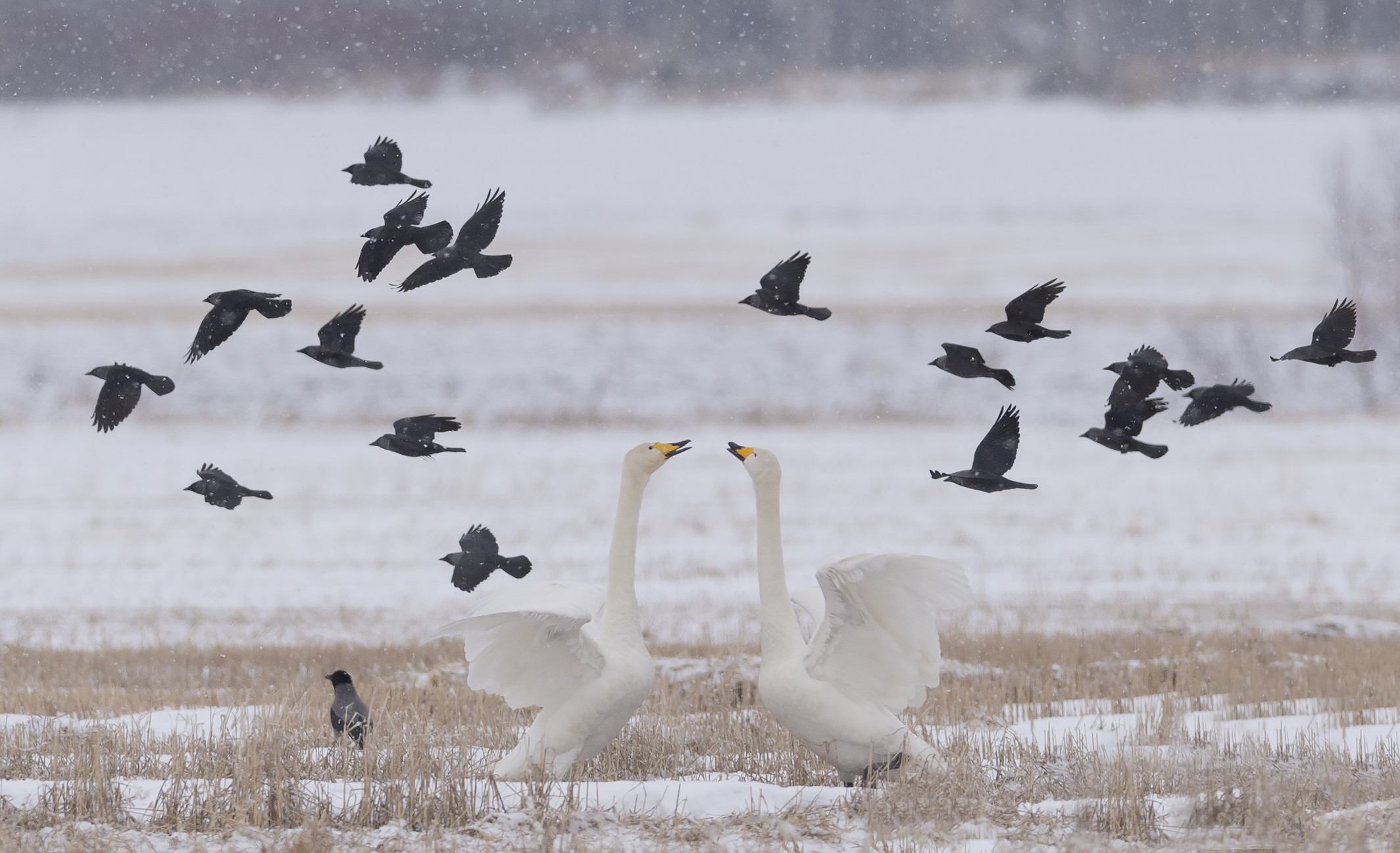 Cigni, Uccelli in volo, Neve, Inverno, Full HD, wallpaper per PC