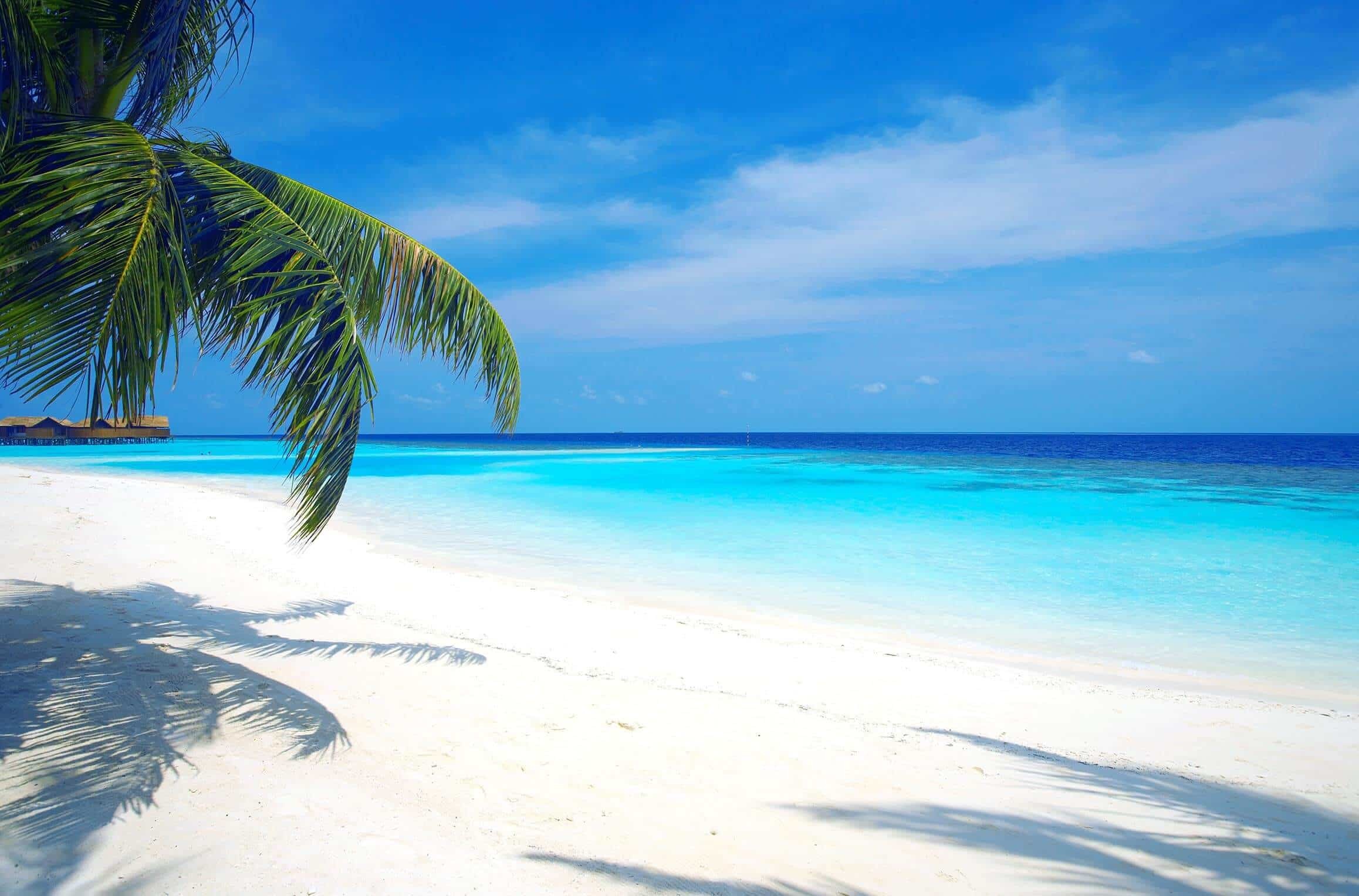 Maldive, Spiaggia bianca, Palma, Mare, Full HD, wallpaper per PC