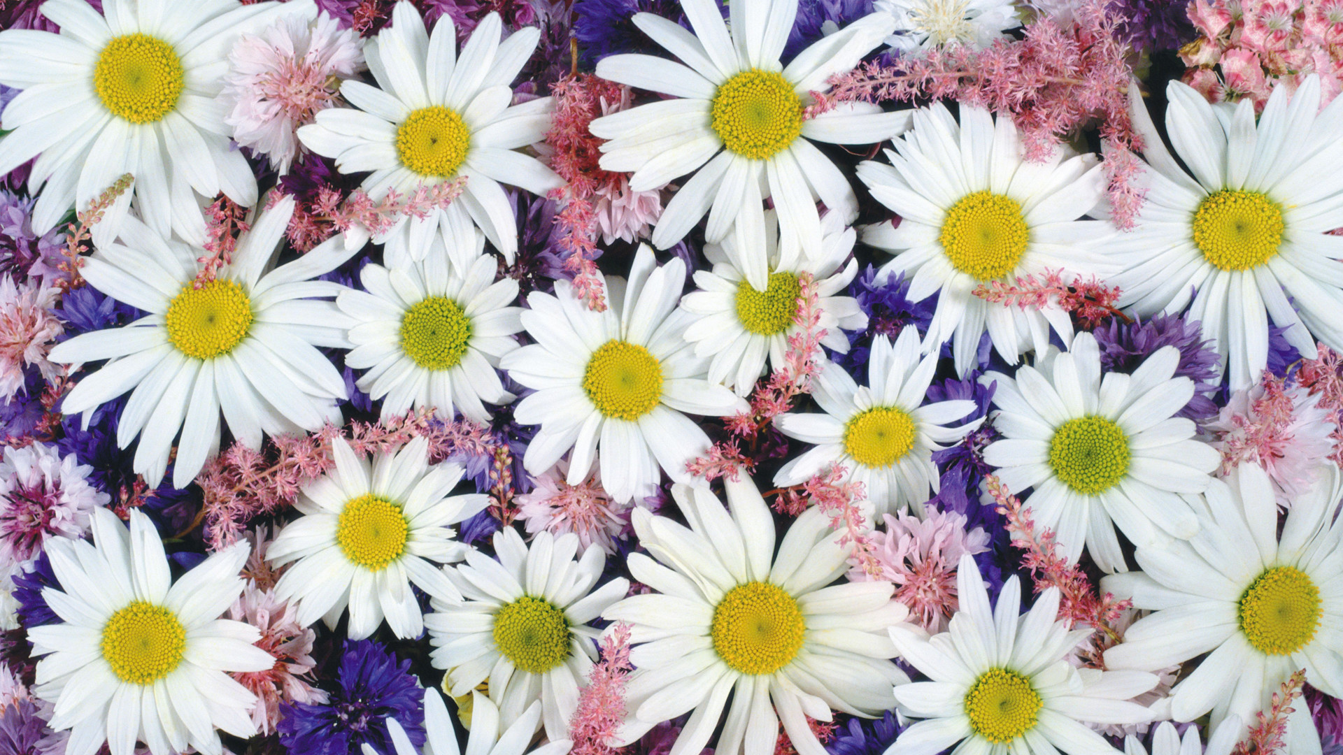 Margherite, Fiori bianchi, Composizione, 1920x1080, immagine di sfondo